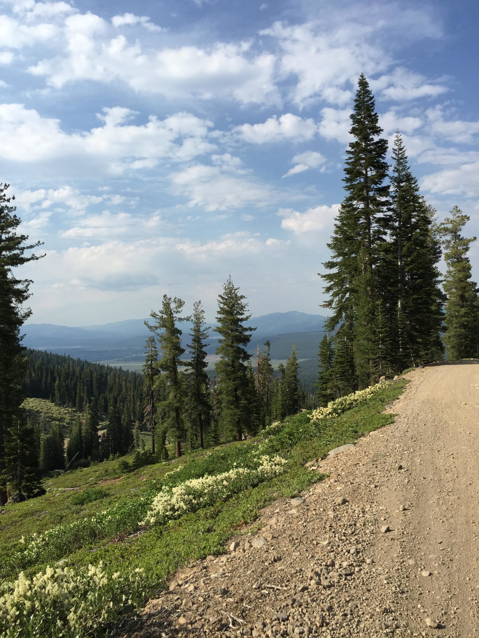 A scenic view of a dirt road winding through a forested area, lined with tall evergreen trees. In the foreground, green foliage and clusters of white flowers are visible. The background features rolling hills and a blue sky dotted with fluffy clouds, creating a tranquil natural landscape. Northstar Bike Park mountain bike trail.