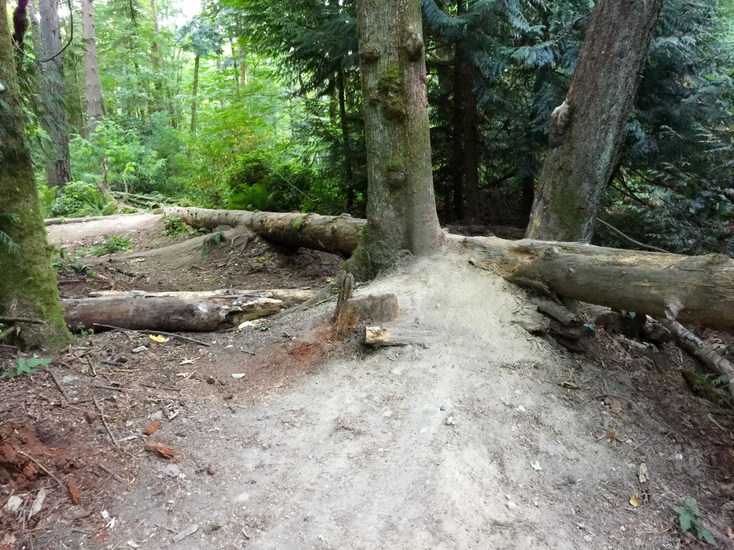 A wooded path featuring fallen logs and tree trunks, surrounded by green foliage and dense trees. The ground is a mixture of dirt and small rocks, indicating a natural trail in a forested area. Big Finn Hill mountain bike trail.