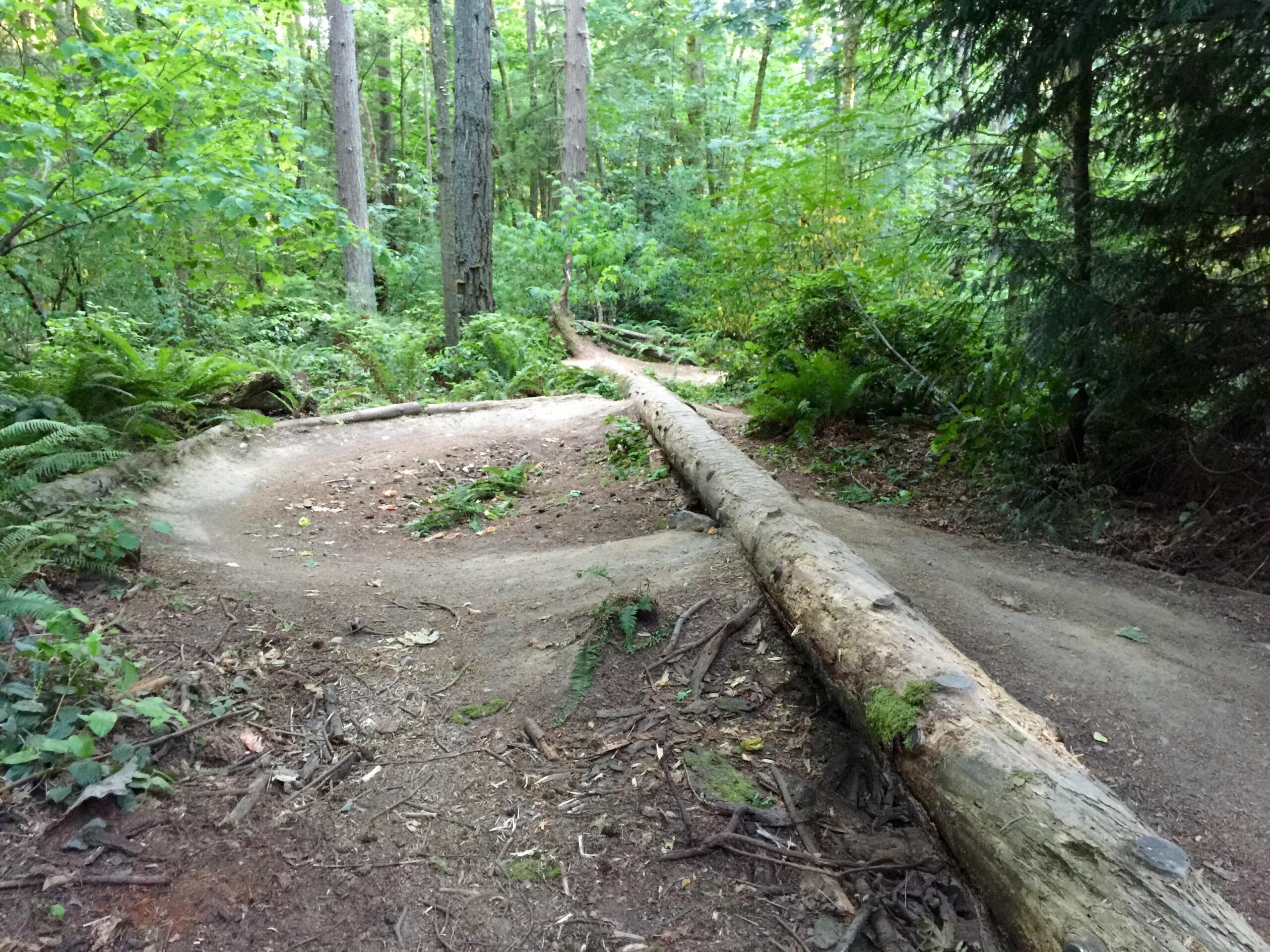 A winding dirt path through a dense forest, surrounded by tall trees and lush green foliage. A large fallen log lies across the path, indicating the natural setting. The scene is tranquil and inviting, showcasing the beauty of nature. Big Finn Hill mountain bike trail.
