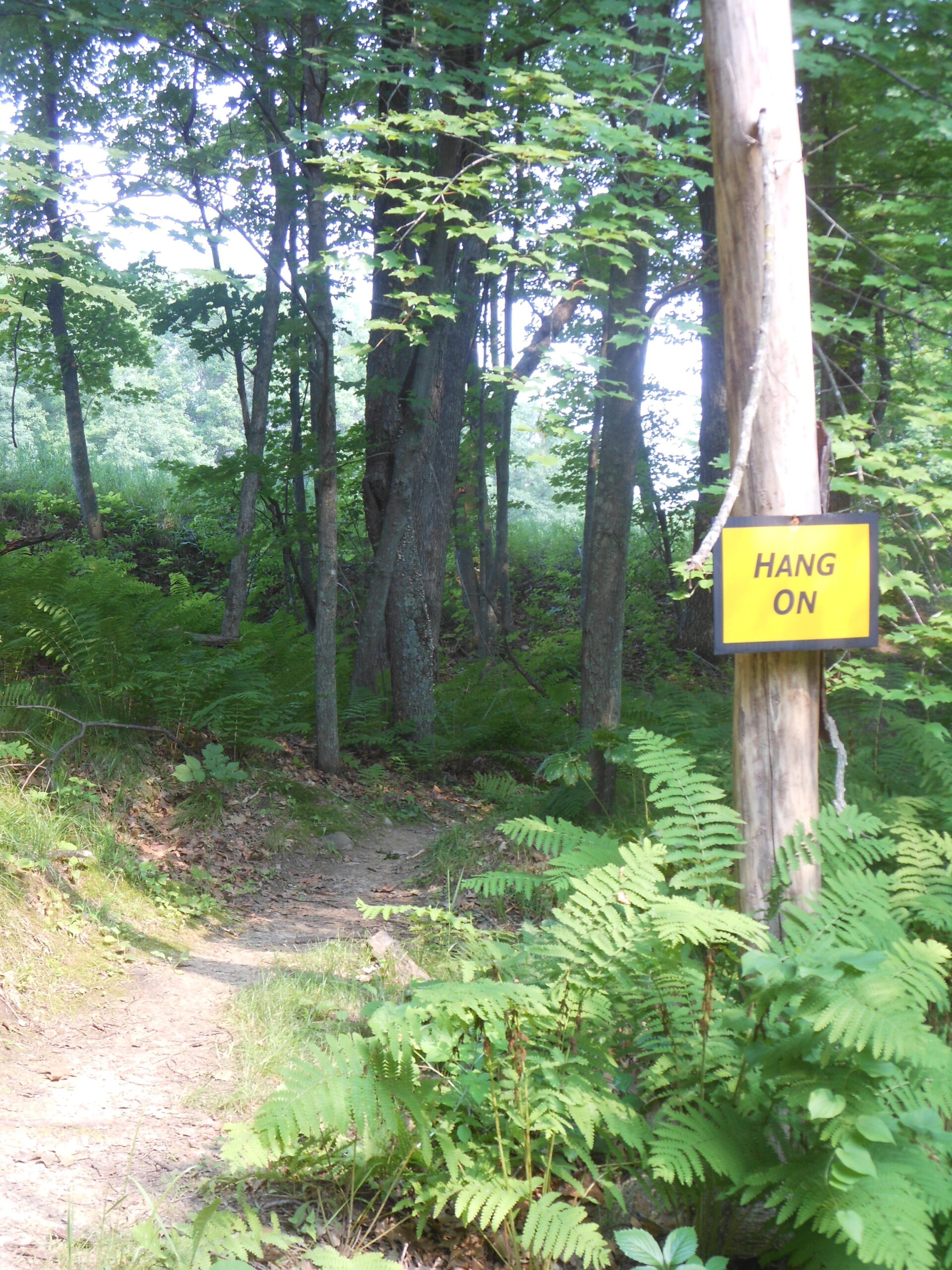A wooded trail surrounded by lush green ferns, with a wooden post on the right displaying a yellow sign that reads "HANG ON." The path winds through the trees, inviting exploration and adventure. Nordic Mountain mountain bike trail.
