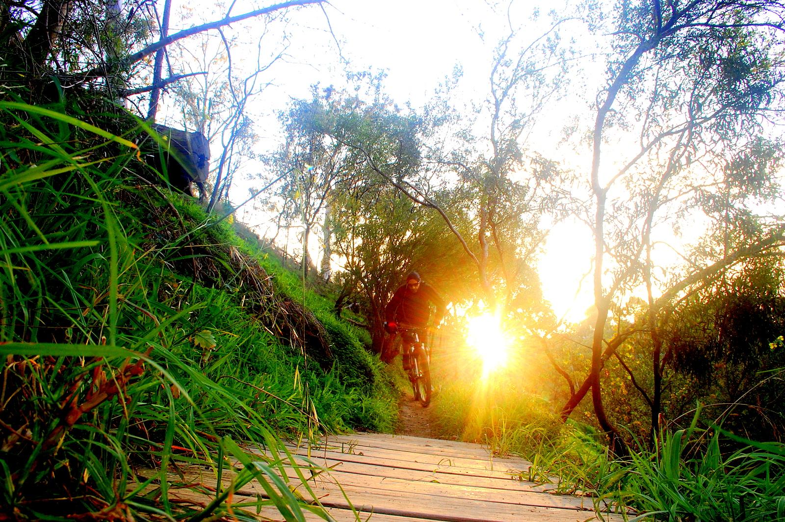 A cyclist riding down a wooden path through a lush, green landscape at sunset, with sunlight filtering through the trees, creating a warm and vibrant atmosphere. Yarra Trails mountain bike trail.