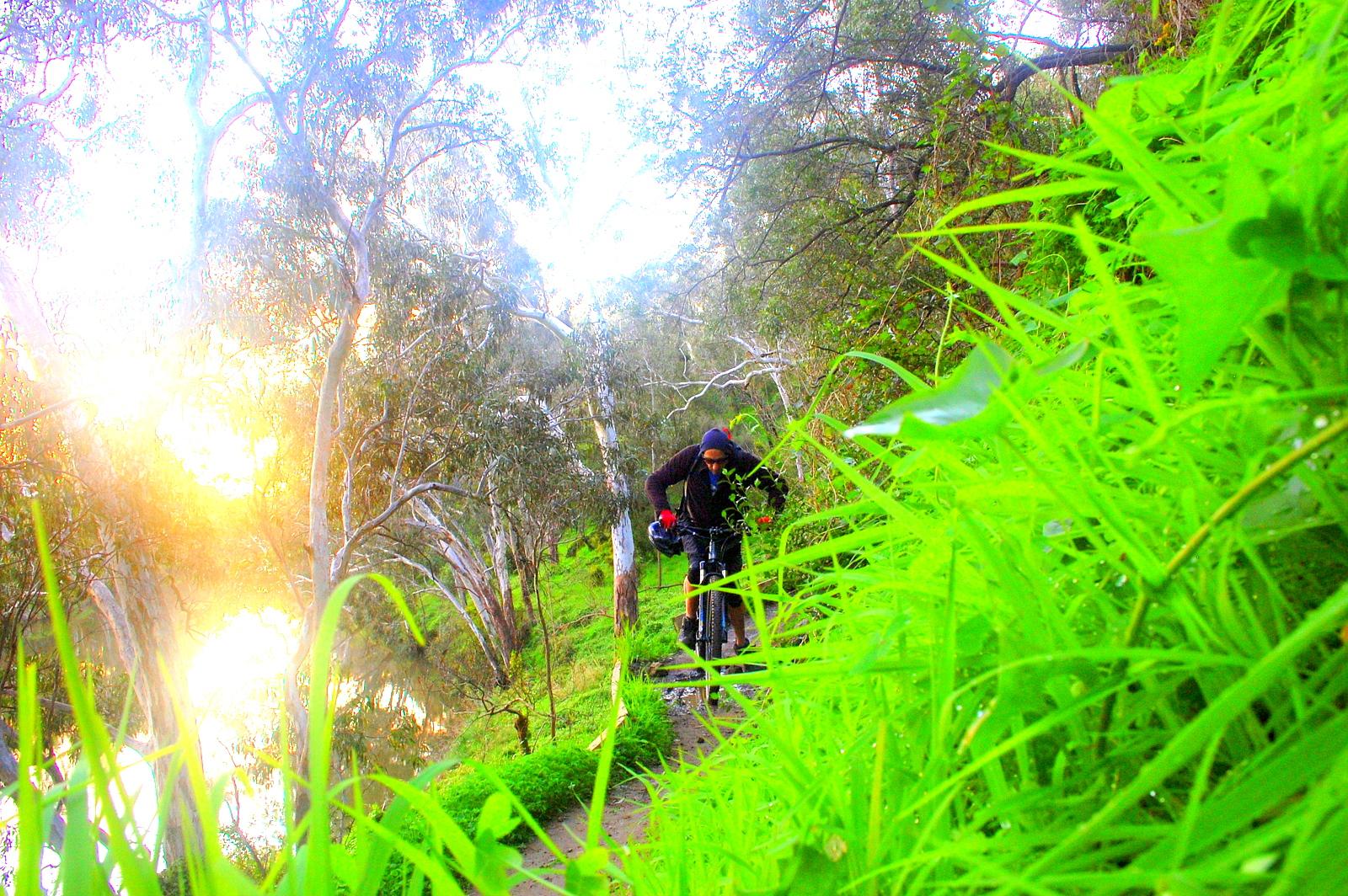 A mountain biker navigating a scenic trail surrounded by lush green grass and eucalyptus trees, with a bright sunlit background reflecting off a nearby body of water. Yarra Trails mountain bike trail.