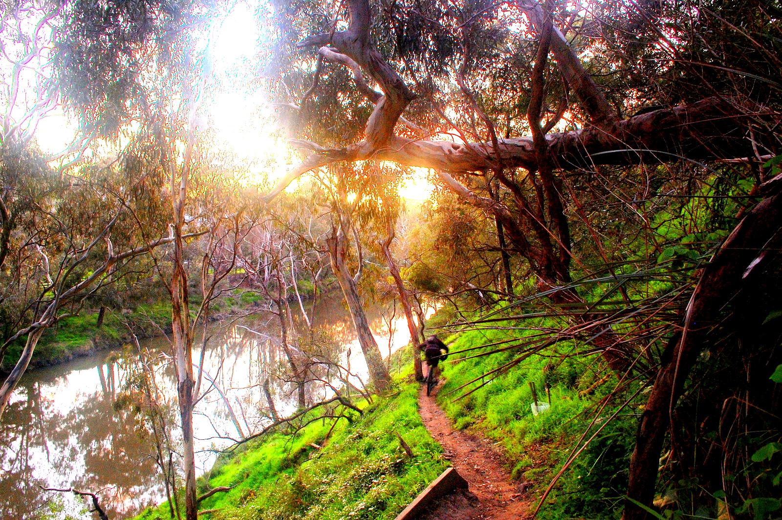 A winding dirt path alongside a river, surrounded by lush greenery and tall, slender trees. The scene is illuminated by soft, golden sunlight filtering through the foliage, creating a serene and tranquil atmosphere. Yarra Trails mountain bike trail.