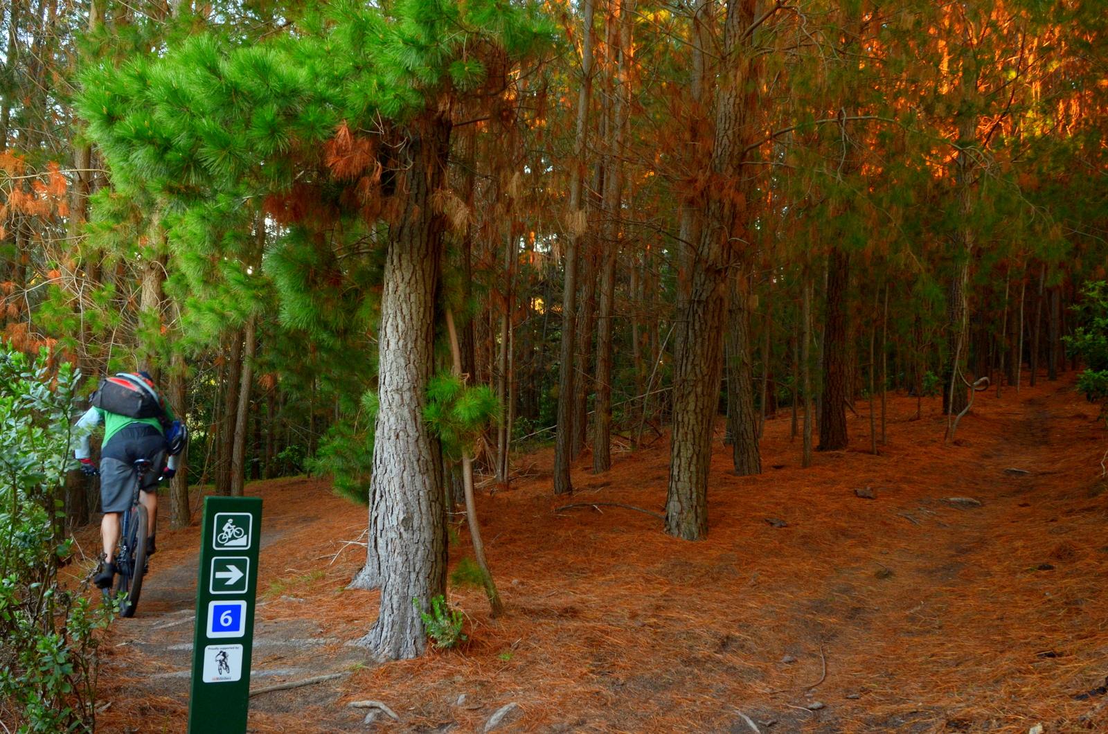 A cyclist riding on a dirt trail through a dense forest of tall pine trees, with a trail marker indicating a bike path. The ground is covered with pine needles, creating a natural pathway among the greenery. Arthurs Seat MTB Park mountain bike trail.