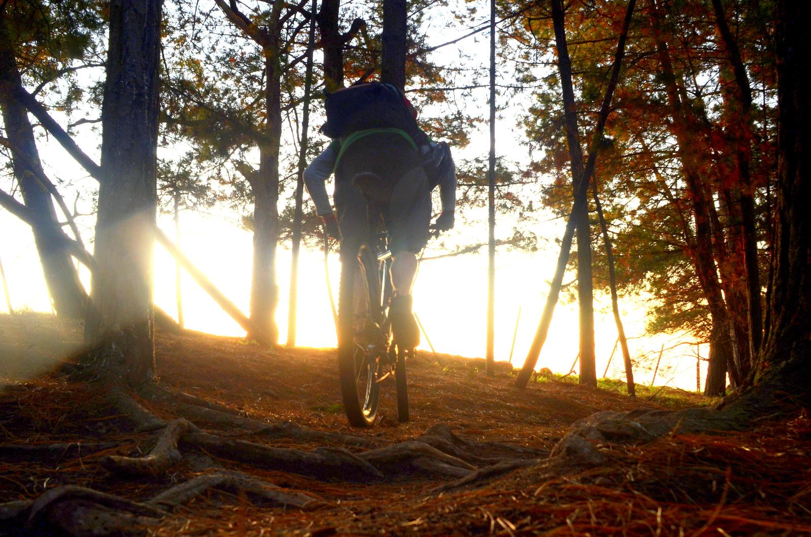 A cyclist navigating a forest trail during sunset, with trees lining the path and sunlight filtering through the branches, creating a warm atmosphere. The ground is covered in pine needles and tree roots are visible, adding to the natural setting. Arthurs Seat MTB Park mountain bike trail.