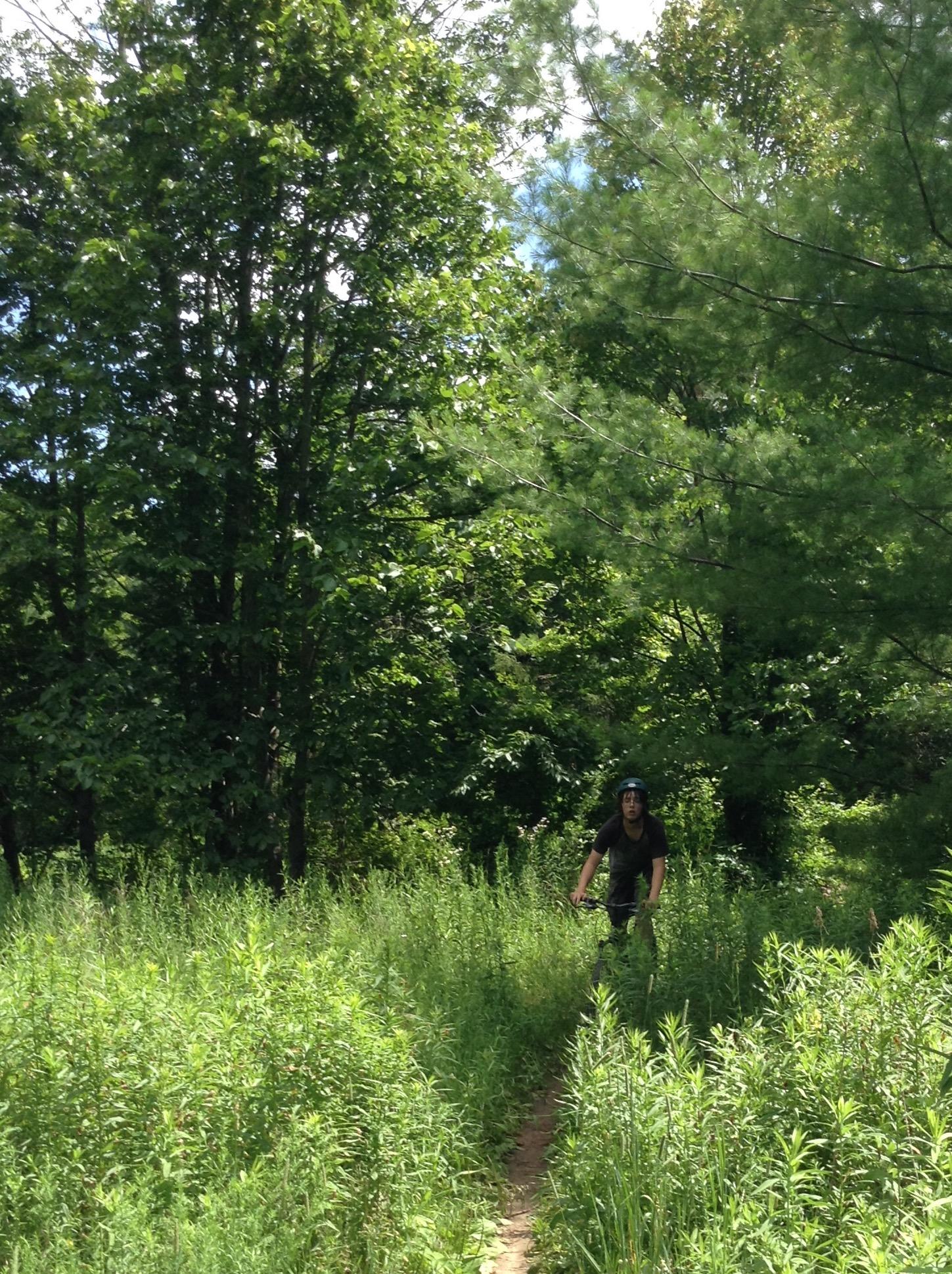 A person riding a bicycle on a narrow dirt path surrounded by tall green grass and trees in a sunny, wooded area. Puslinch Lake mountain bike trail.
