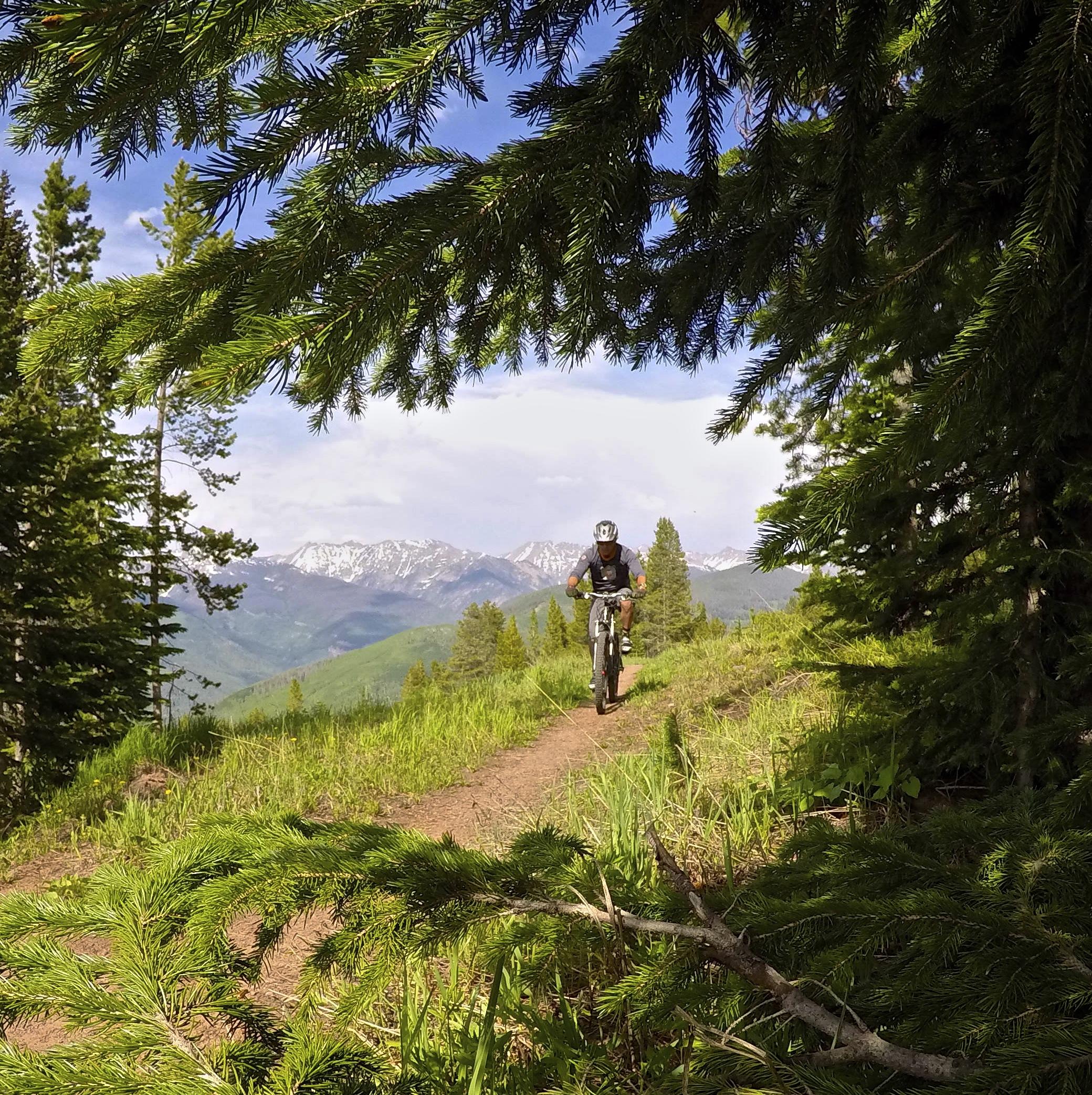 A mountain biker rides along a narrow trail surrounded by lush green grass and pine trees, with snow-capped mountains visible in the background under a partly cloudy sky. The scene captures the beauty of outdoor adventure. Vail Mountain Bike Park mountain bike trail.