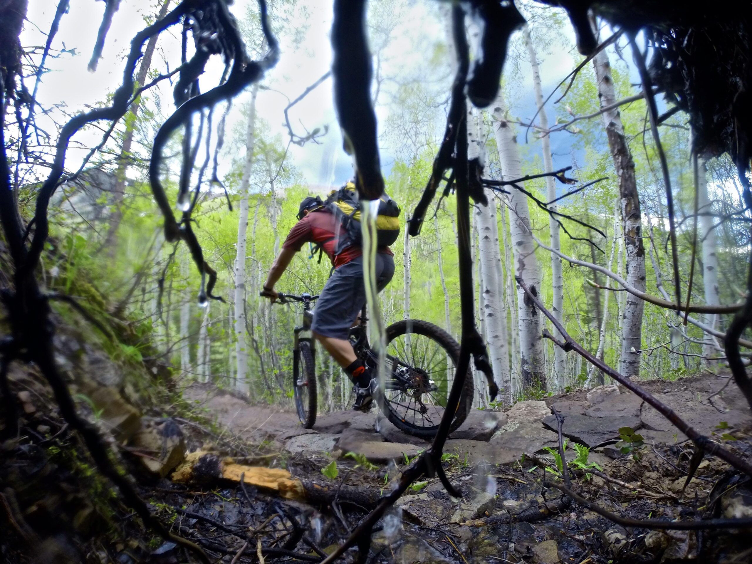 A mountain biker navigating a dirt trail surrounded by lush green foliage and white aspen trees, viewed from a low angle through branches and roots in the foreground. Beaver Creek Ski Resort mountain bike trail.