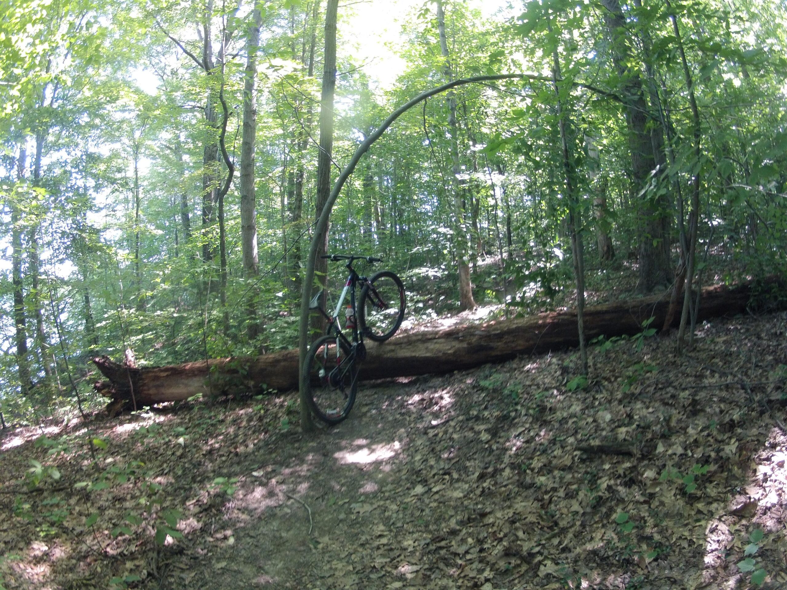 A mountain bike resting on a fallen log in a lush, green wooded area, surrounded by trees and dappled sunlight filtering through the leaves. The ground is covered with fallen leaves, and the scene conveys a sense of adventure in nature. West Branch mountain bike trail.