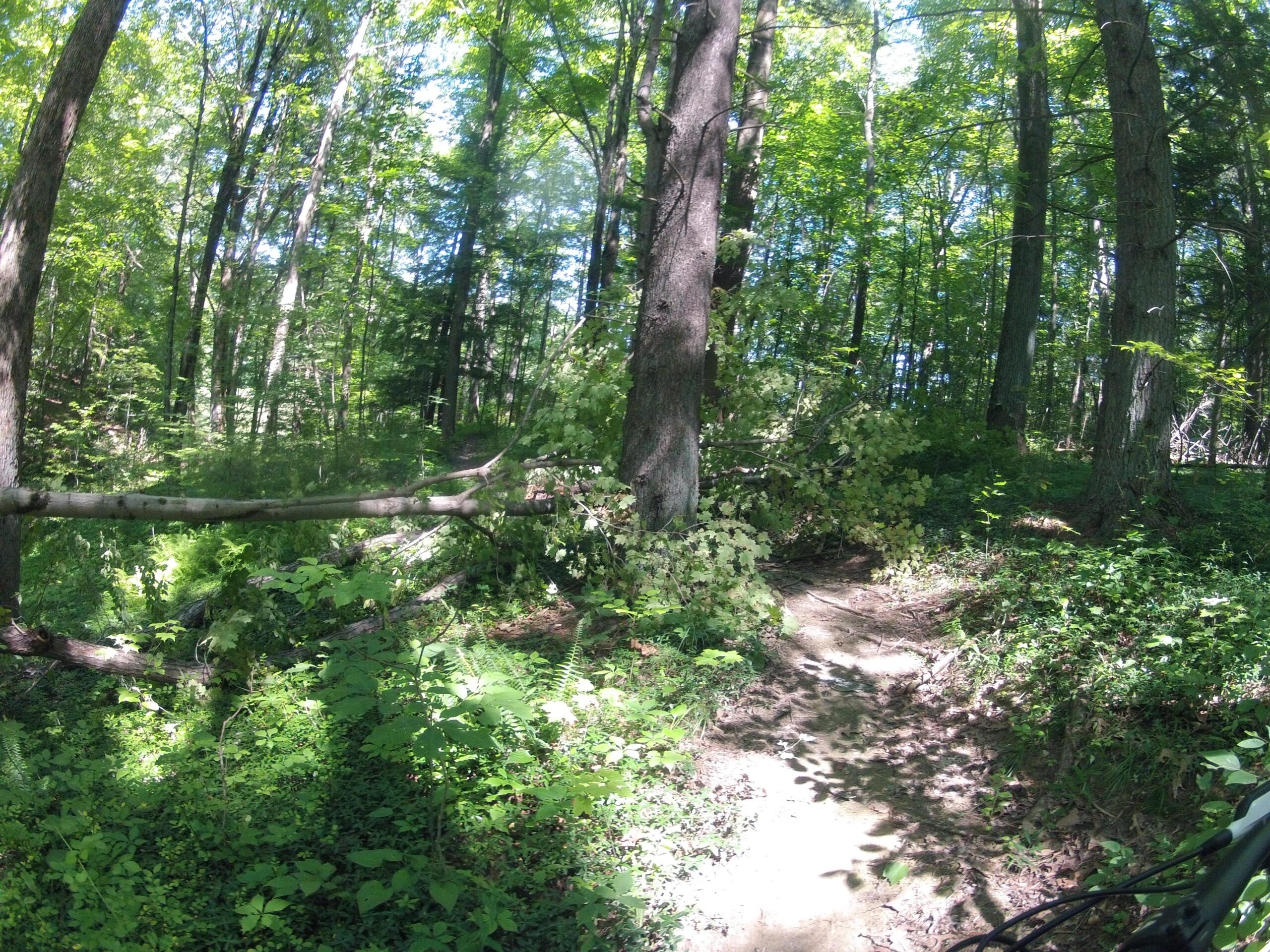 A sunlit forest scene featuring tall green trees and a dirt path winding through lush vegetation. A fallen tree trunk crosses the path, surrounded by ferns and small plants. The vibrant green foliage indicates a warm, lively environment. West Branch mountain bike trail.