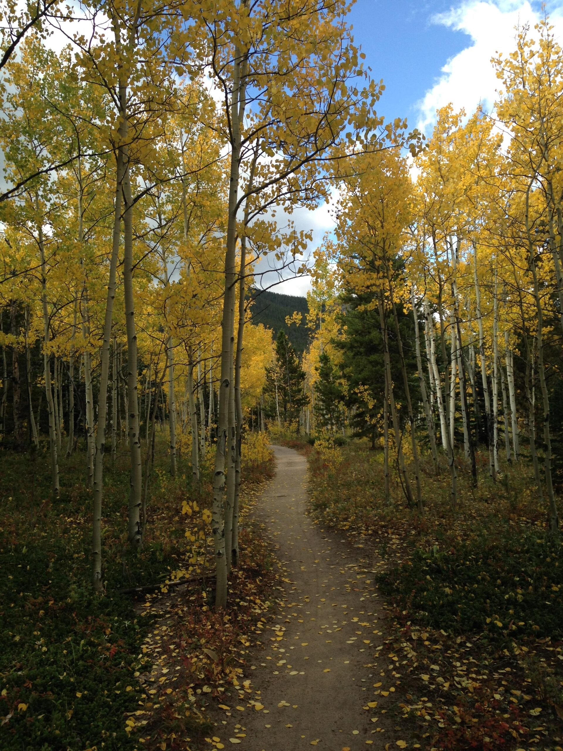 A winding dirt path leads through a vibrant forest of aspen trees with bright yellow leaves. The scene features scattered fallen leaves on the ground and a backdrop of green hills under a partly cloudy sky. Golden Gate Canyon State Park mountain bike trail.