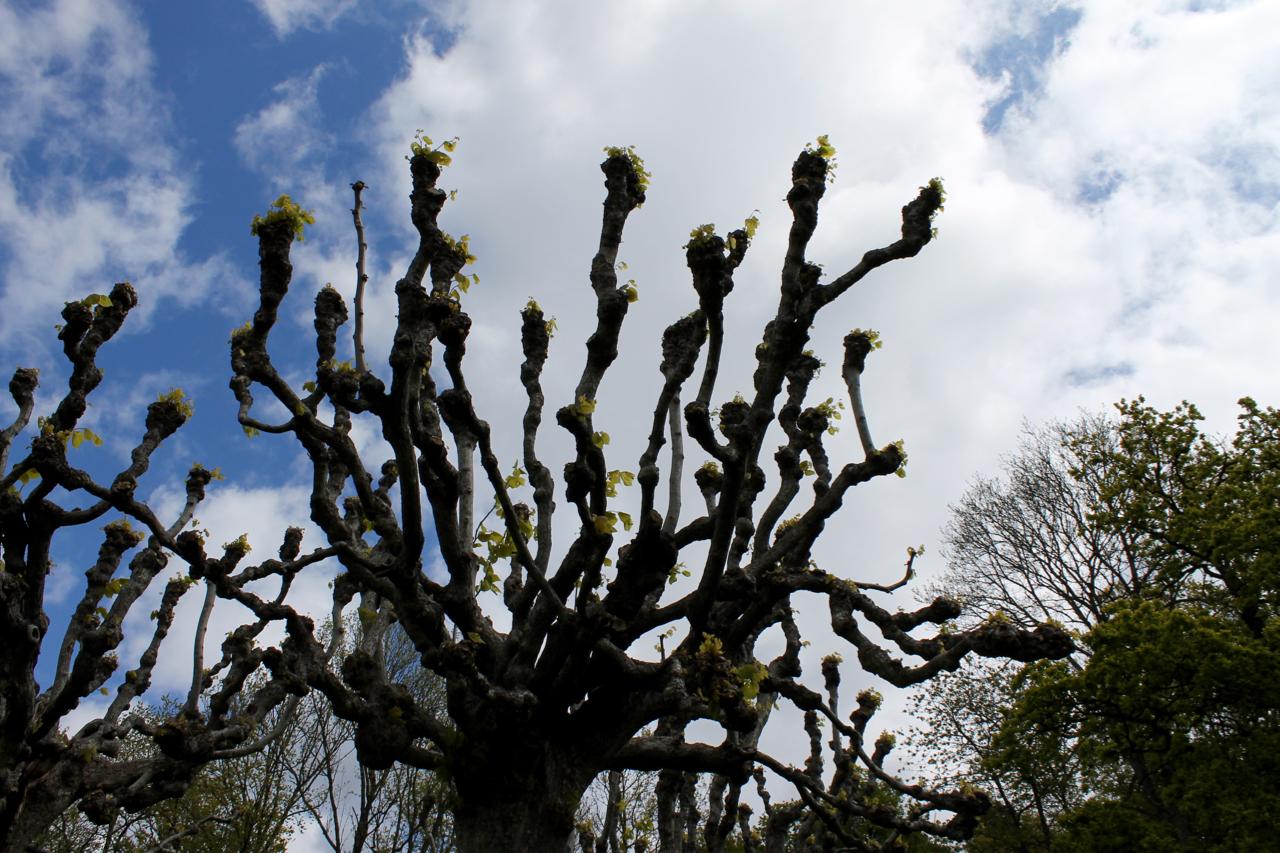 A close-up view of a gnarled tree with twisted branches, some of which are sprouting fresh green leaves, set against a bright blue sky with scattered clouds. Skatas Trail System mountain bike trail.