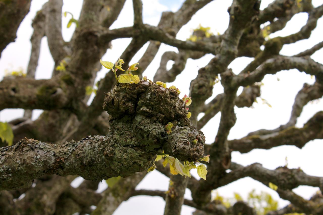 A close-up view of a gnarled tree branch with small, fresh green leaves sprouting. The branch has a rough texture and is intertwined with other branches in the background, against a bright sky. Skatas Trail System mountain bike trail.