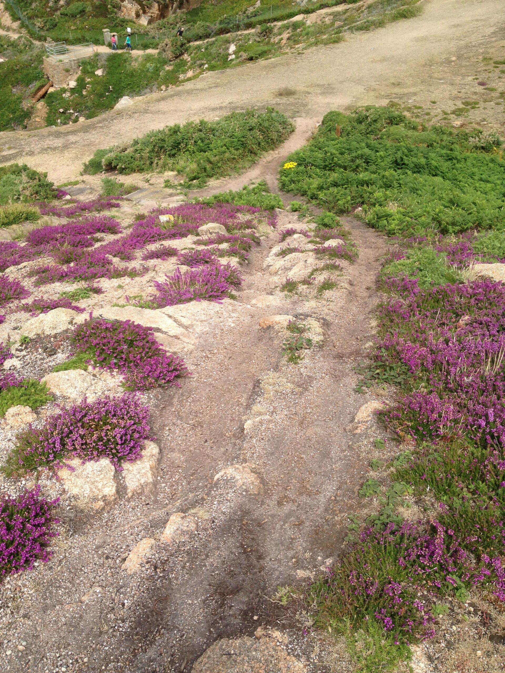 A winding dirt path surrounded by vibrant purple flowers and green foliage, leading through a rocky landscape. In the background, people can be seen walking along the trail. Bob mountain bike trail.
