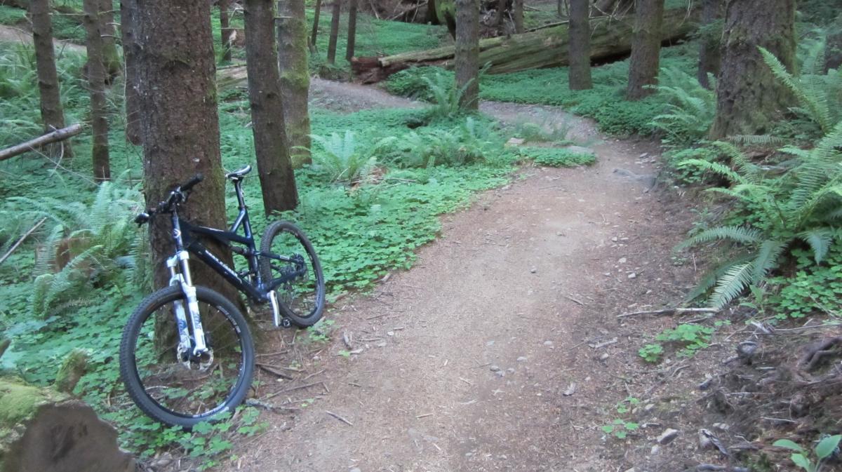 A mountain bike rests against a tree beside a winding dirt path in a lush forest, surrounded by ferns and greenery. Sandy Ridge mountain bike trail.