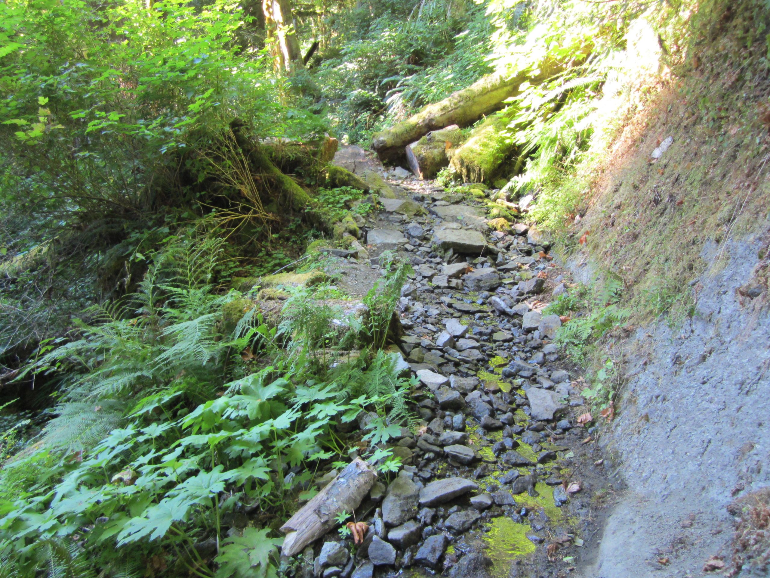 A narrow trail winding through lush greenery, featuring ferns and dense vegetation on either side. The path is rocky and uneven, with moss-covered stones and patches of sunlight filtering through the trees above. A fallen log lies across the trail, adding to the natural scenery. Lewis River mountain bike trail.