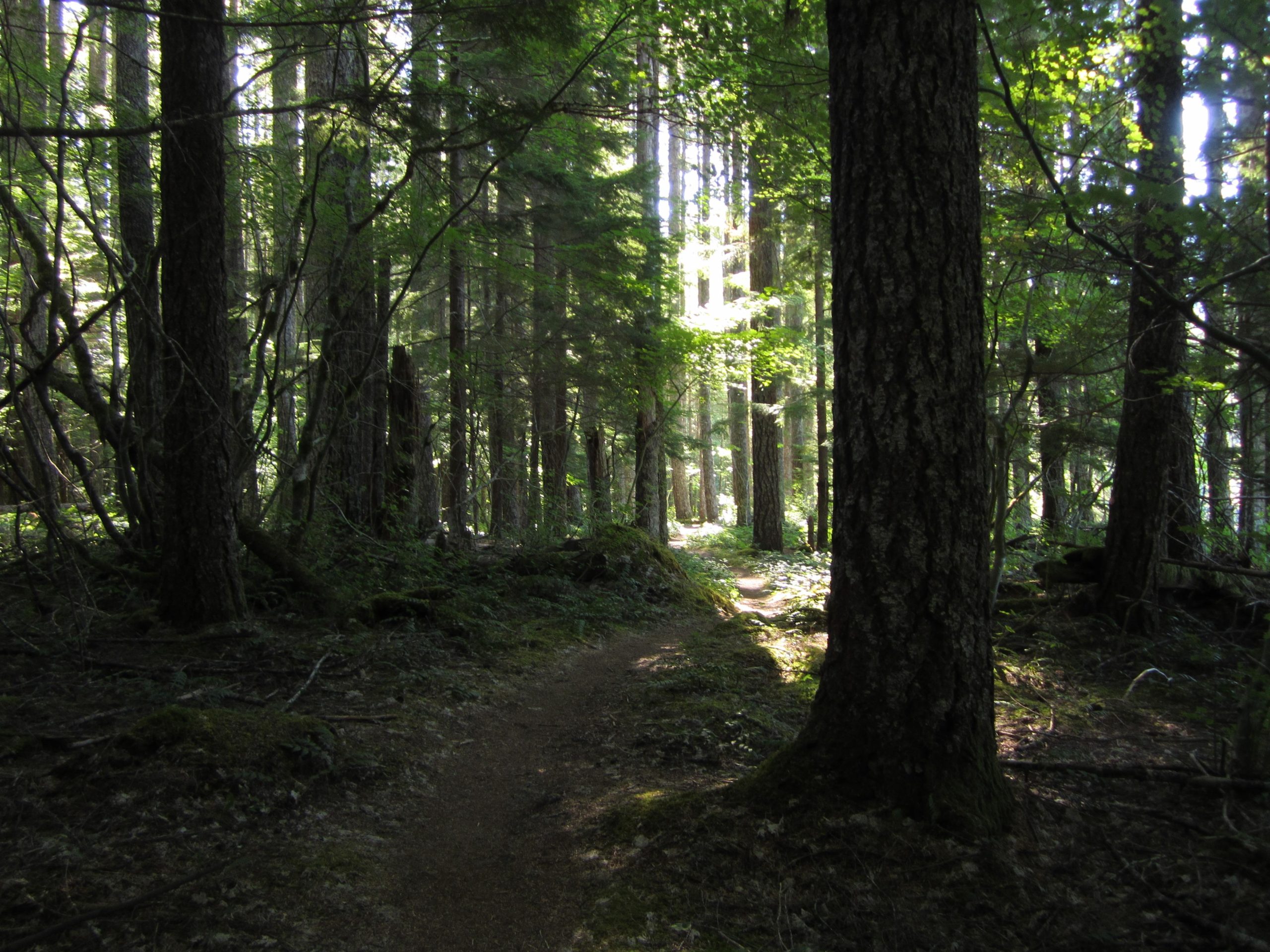 A serene forest pathway surrounded by tall trees, sunlight filtering through the leaves, casting dappled shadows on the ground. The path is slightly winding, bordered by lush greenery and moss-covered ground, creating a peaceful natural atmosphere. Lewis River mountain bike trail.