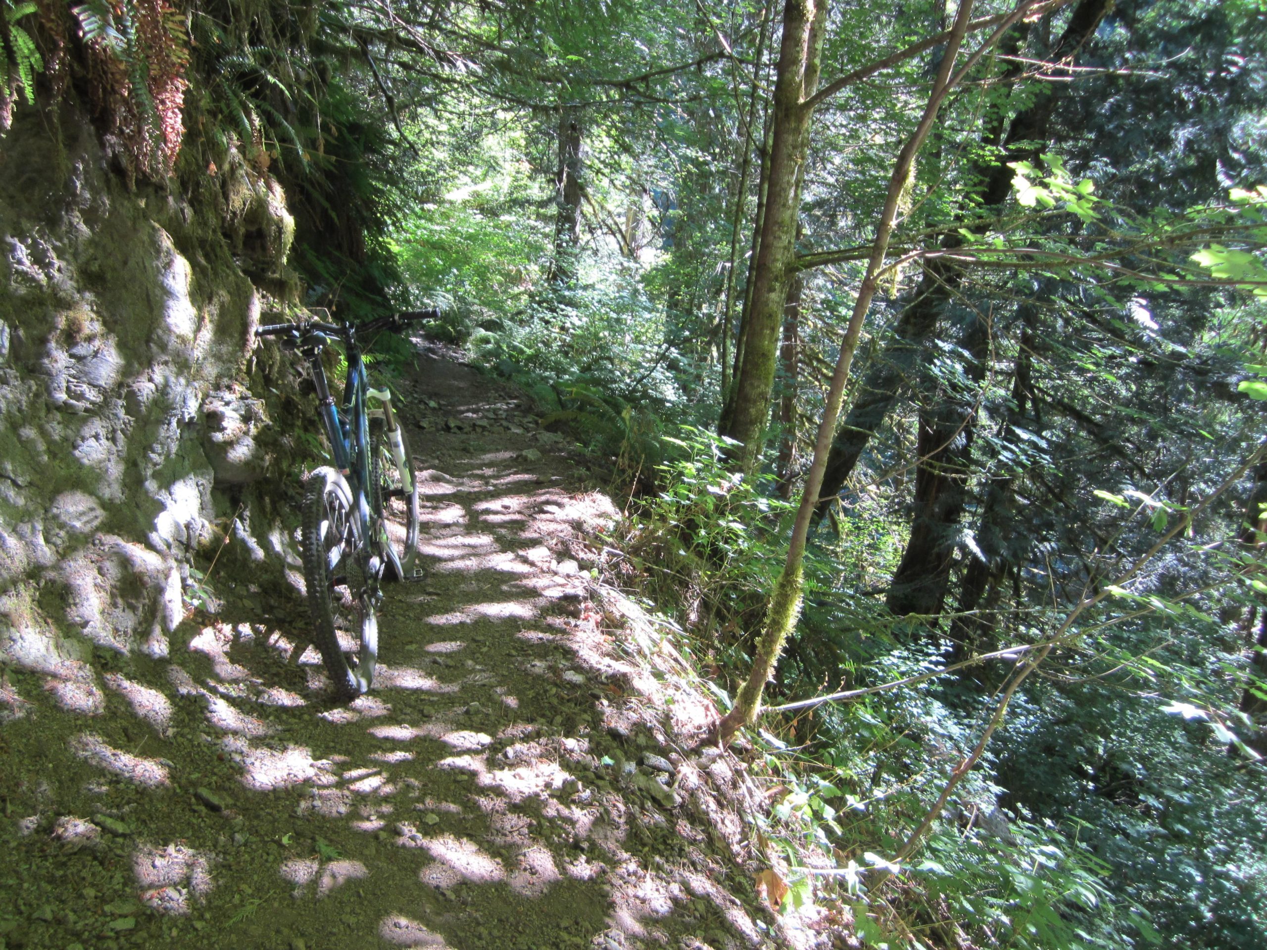 A mountain bike resting on a narrow dirt trail surrounded by lush greenery and trees in a woodland setting. Sunlight filters through the leaves, casting shadows on the path. Lewis River mountain bike trail.