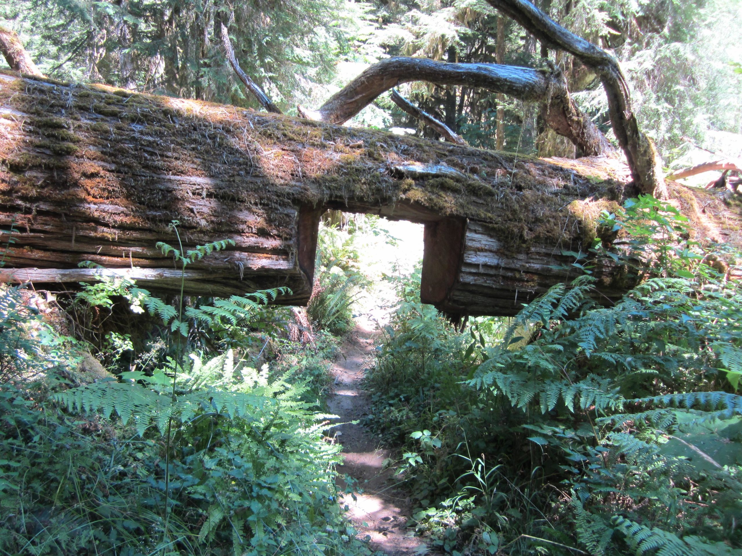 A large fallen tree trunk covered in moss, forming a natural archway over a narrow dirt path, surrounded by lush green ferns and forest vegetation. Sunlight filters through the trees, illuminating the scene. Lewis River mountain bike trail.