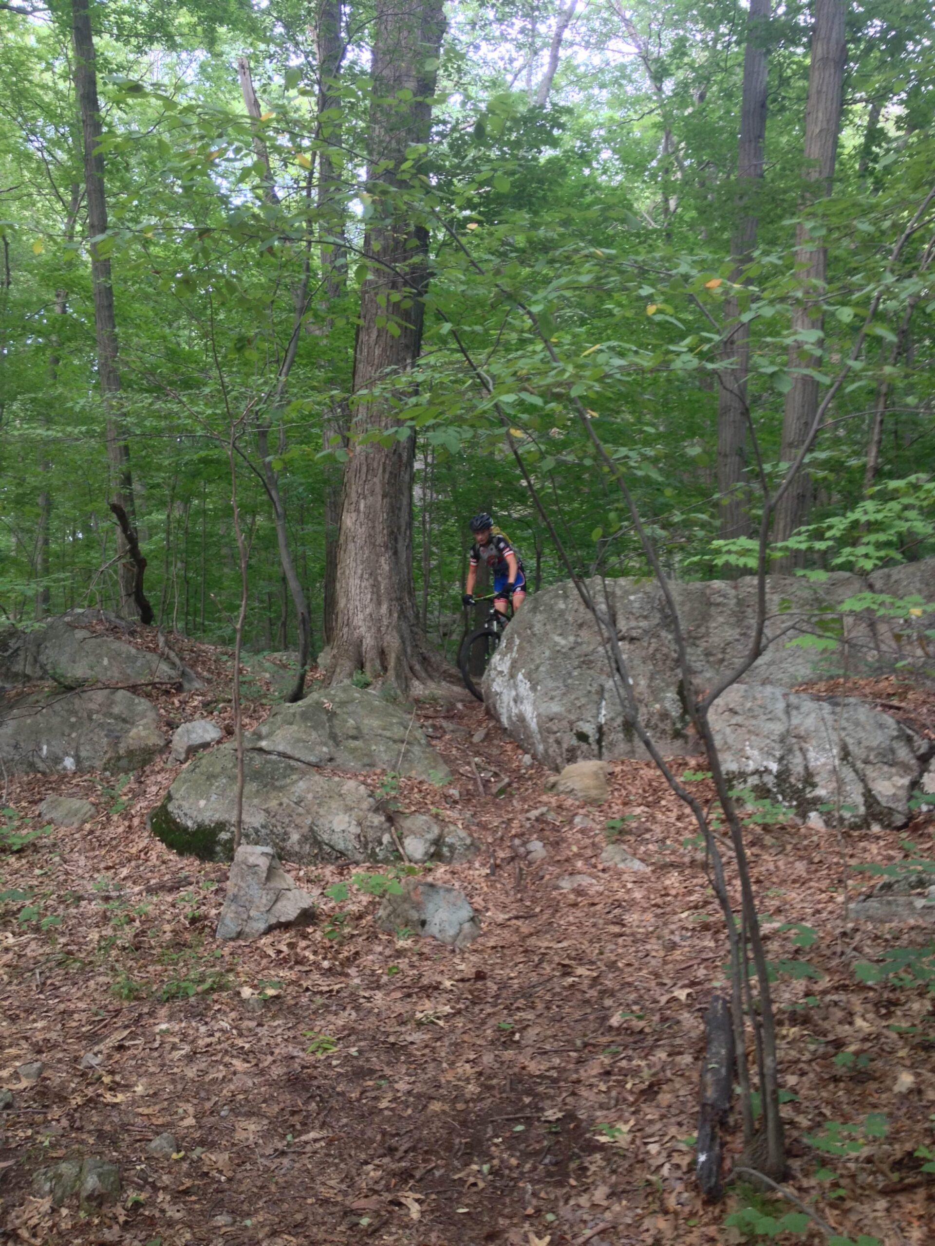 A mountain biker navigates a rocky trail through a dense forest, surrounded by green trees and fallen leaves on the ground. Allamuchy State Park-North mountain bike trail.