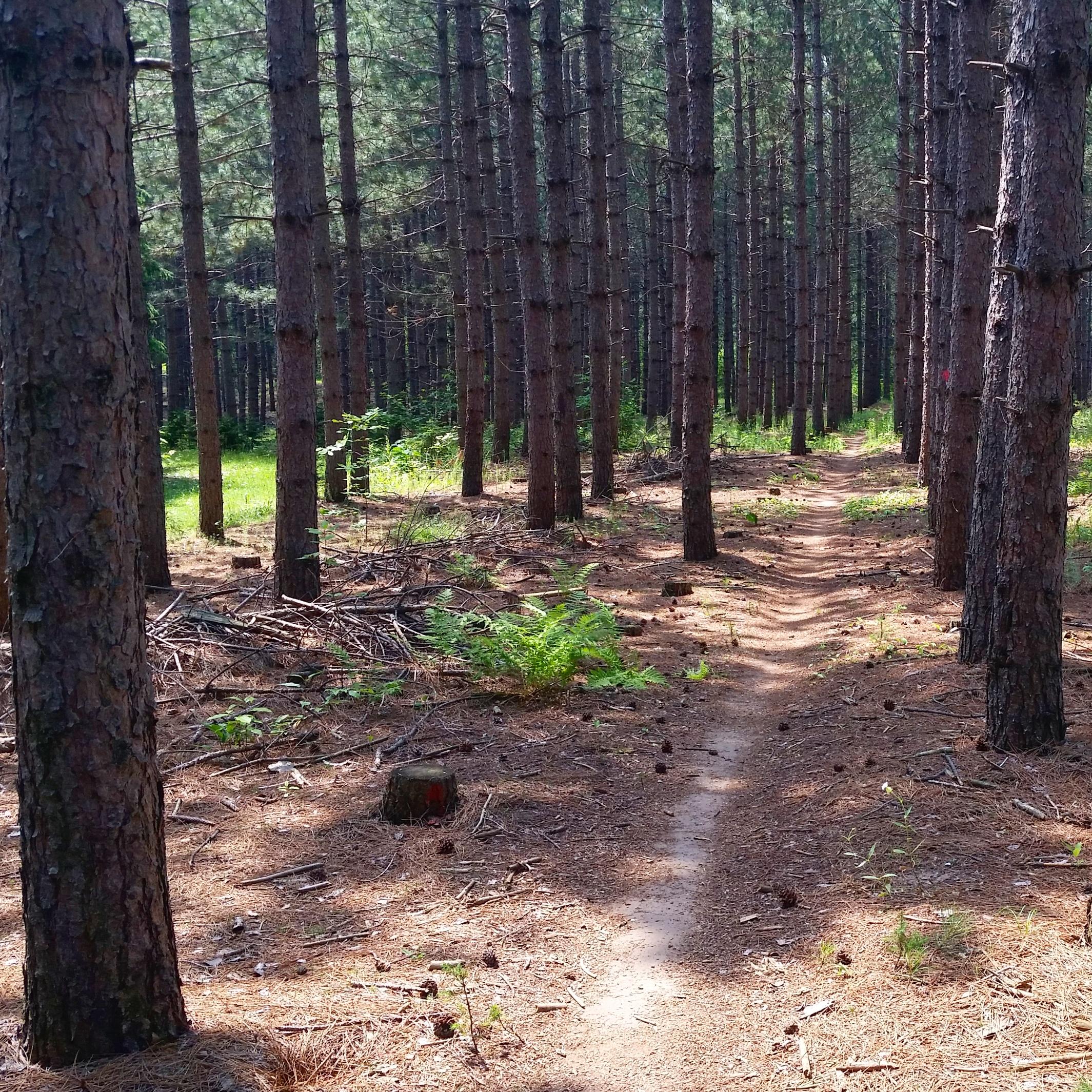 A sunny forest path winding through tall pine trees, with patches of greenery and fallen pine cones scattered along the ground. Nine Mile mountain bike trail.