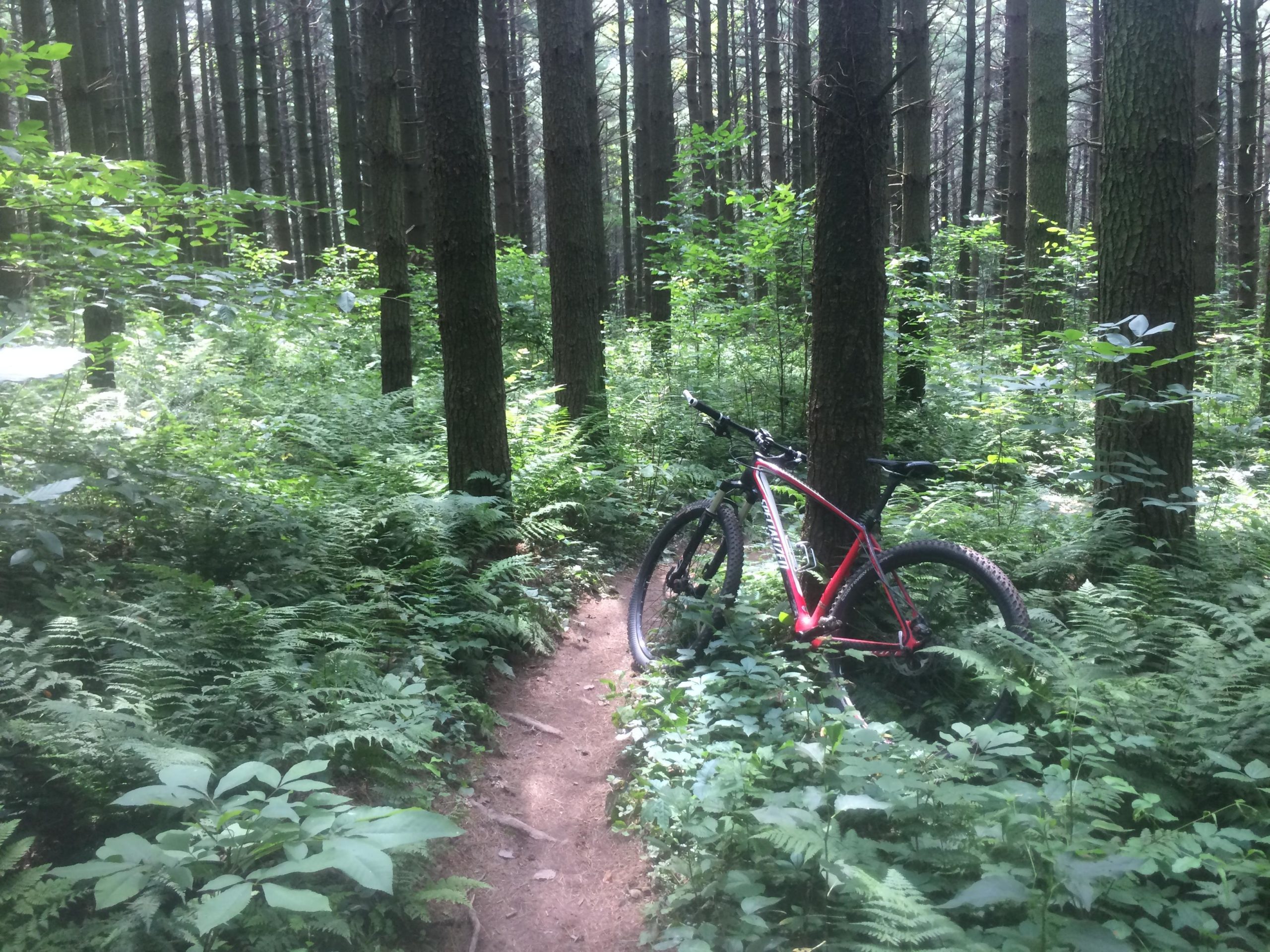 A mountain bike rests on a narrow dirt path surrounded by lush greenery and tall trees in a dense forest. Ferns and various plants fill the area, creating a vibrant and serene natural setting. Mohican mountain bike trail.