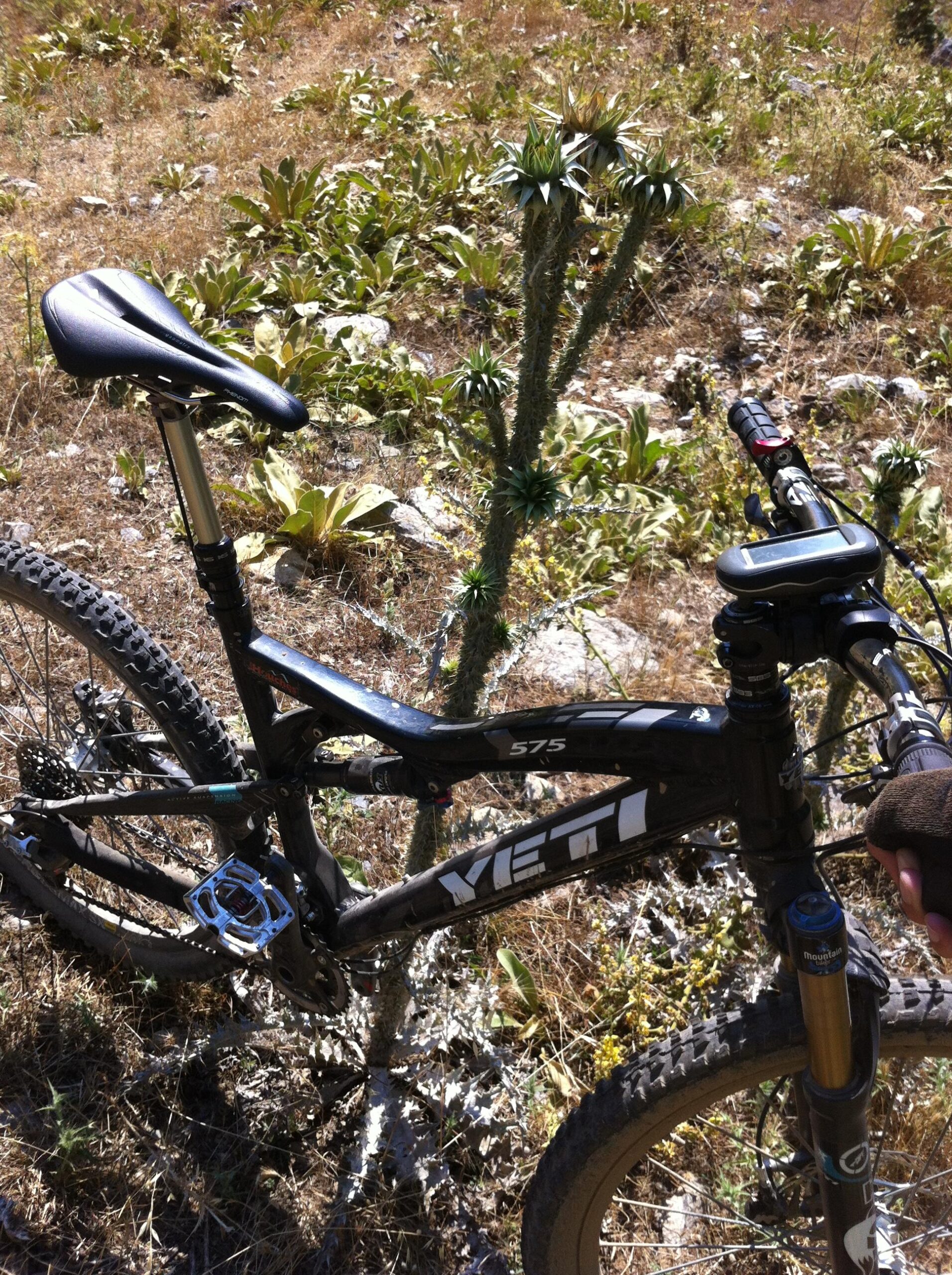 Yeti 575: A mountain bike with a black frame and visible branding is parked on a gravel path surrounded by dry grass and low greenery. Next to the bike, a tall cactus with spiky green foliage stands out against the natural background. The bike features a dropper seat post and is partially in shadow, indicating it is set down on uneven terrain.