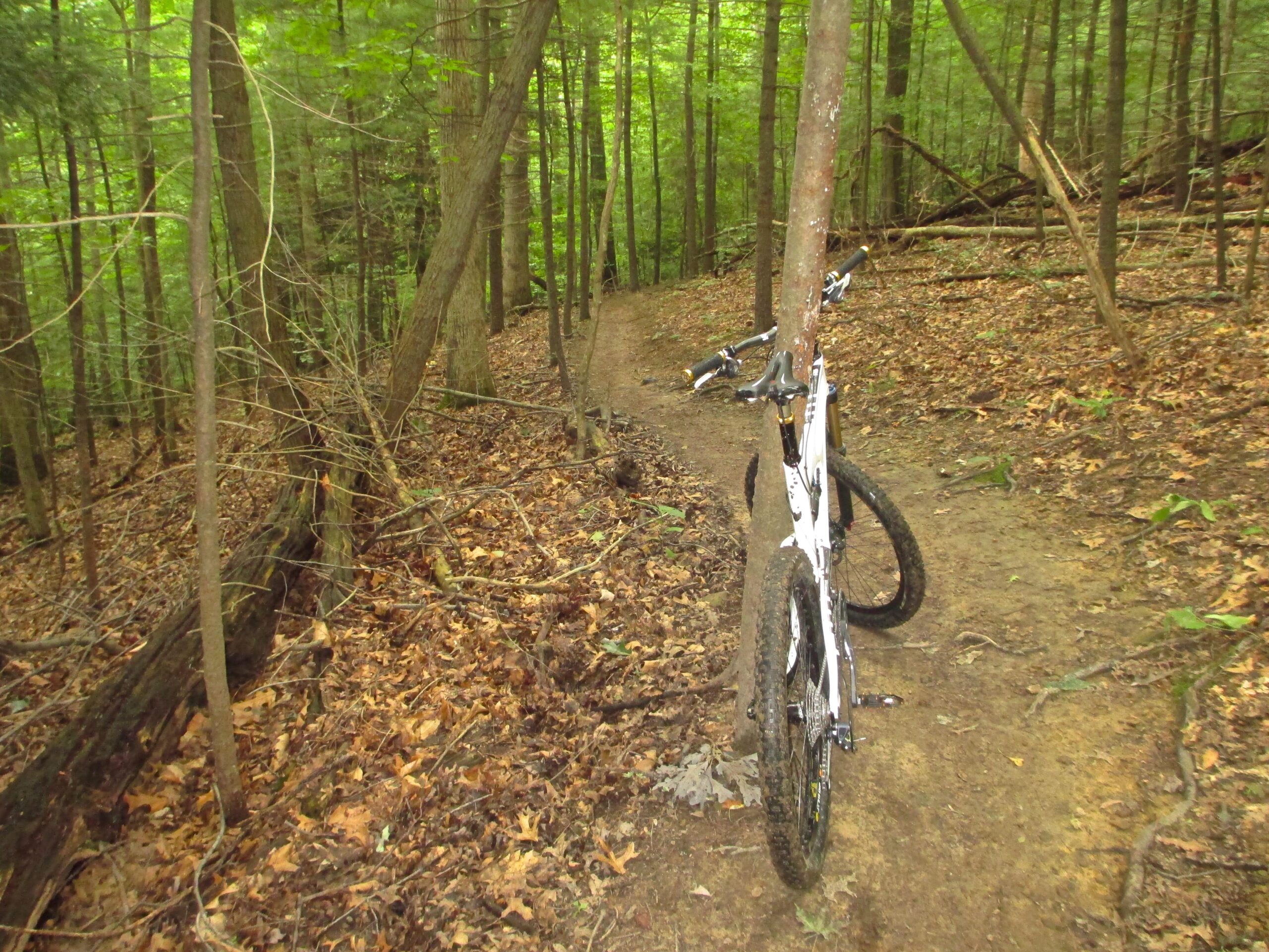 A mountain bike leaning against a tree on a narrow dirt trail surrounded by dense green forest. The ground is covered with fallen leaves and small twigs, with sunlight filtering through the trees above. Mohican mountain bike trail.