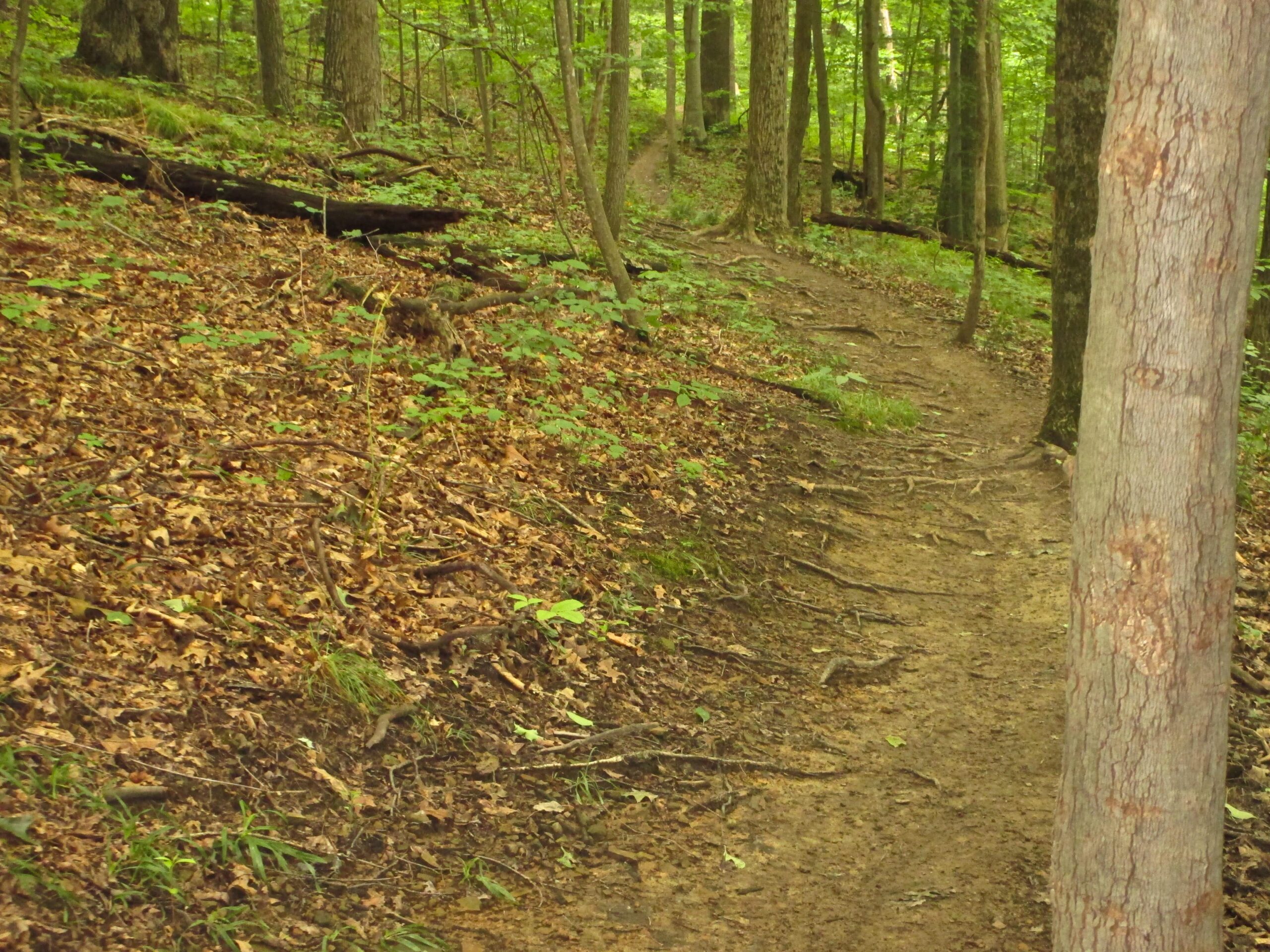 A winding dirt path through a lush green forest, surrounded by trees and scattered leaves on the ground, with visible tree roots along the trail. Mohican mountain bike trail.