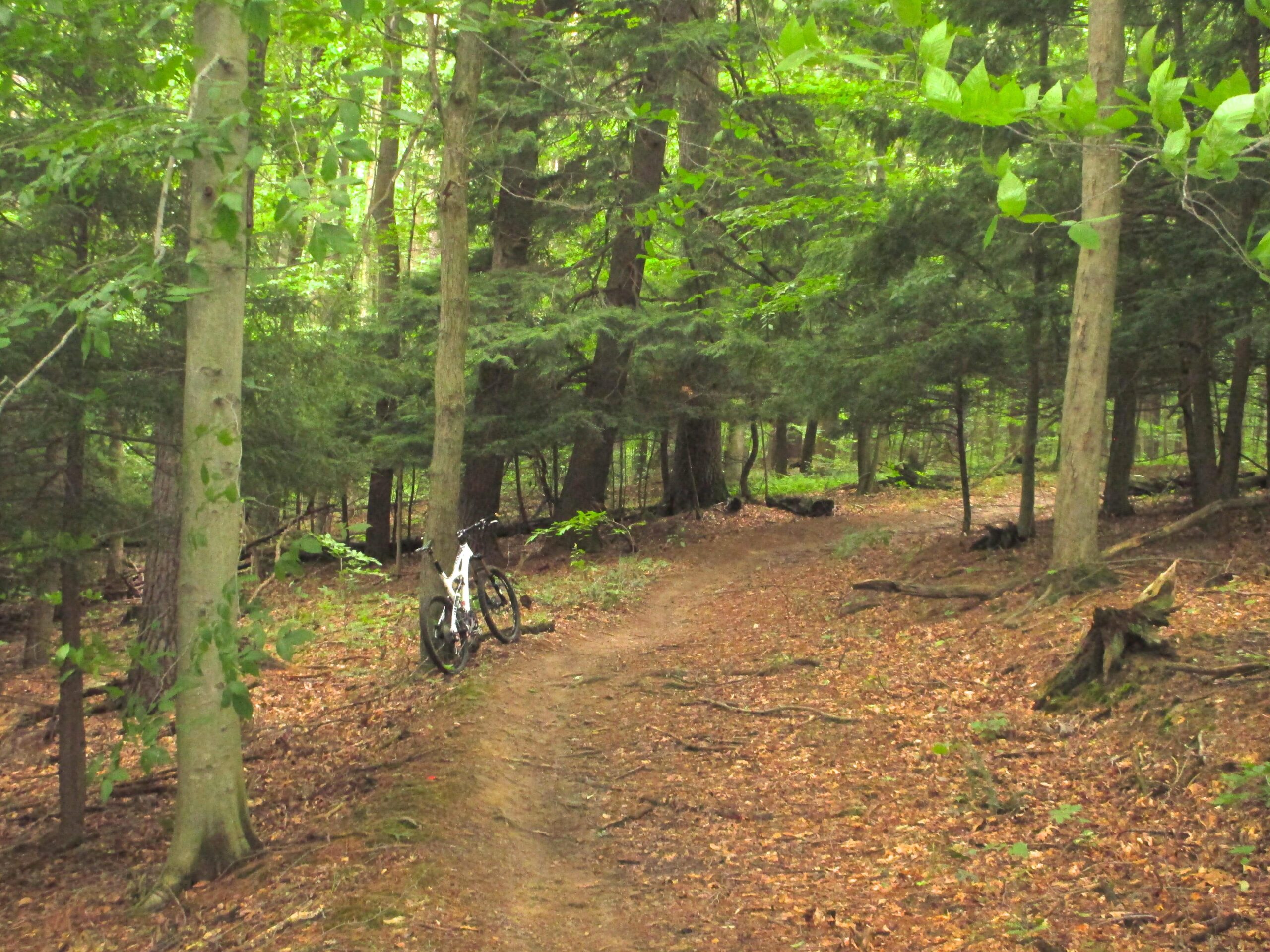 A peaceful forest trail covered in fallen leaves, flanked by tall trees with green foliage. A mountain bike leans against a tree on the left side of the path, inviting exploration of the natural surroundings. Mohican mountain bike trail.