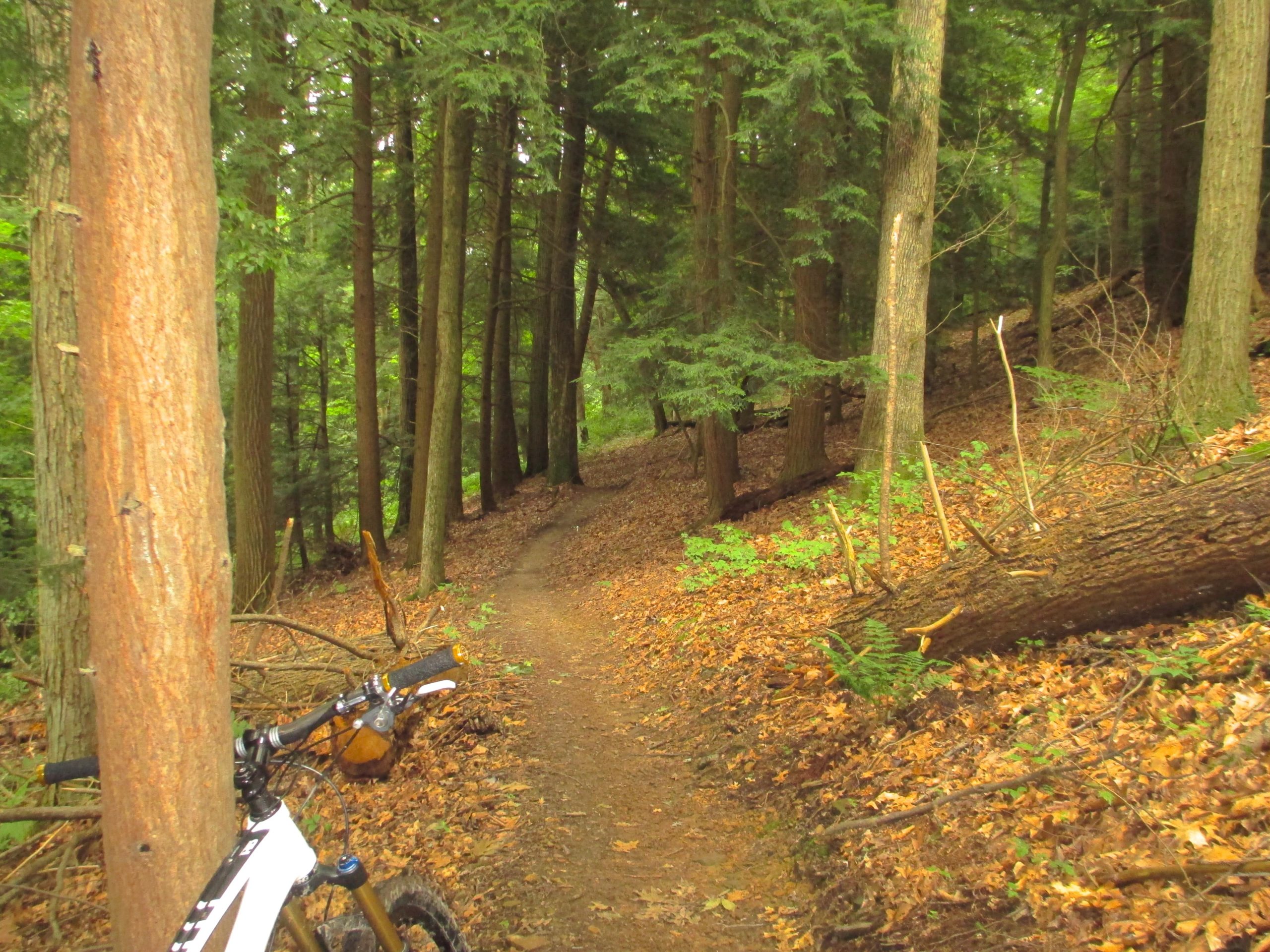 A narrow dirt trail winding through a dense forest with tall trees and fallen leaves, featuring a mountain bike resting against a tree trunk on the left side of the image. Mohican mountain bike trail.