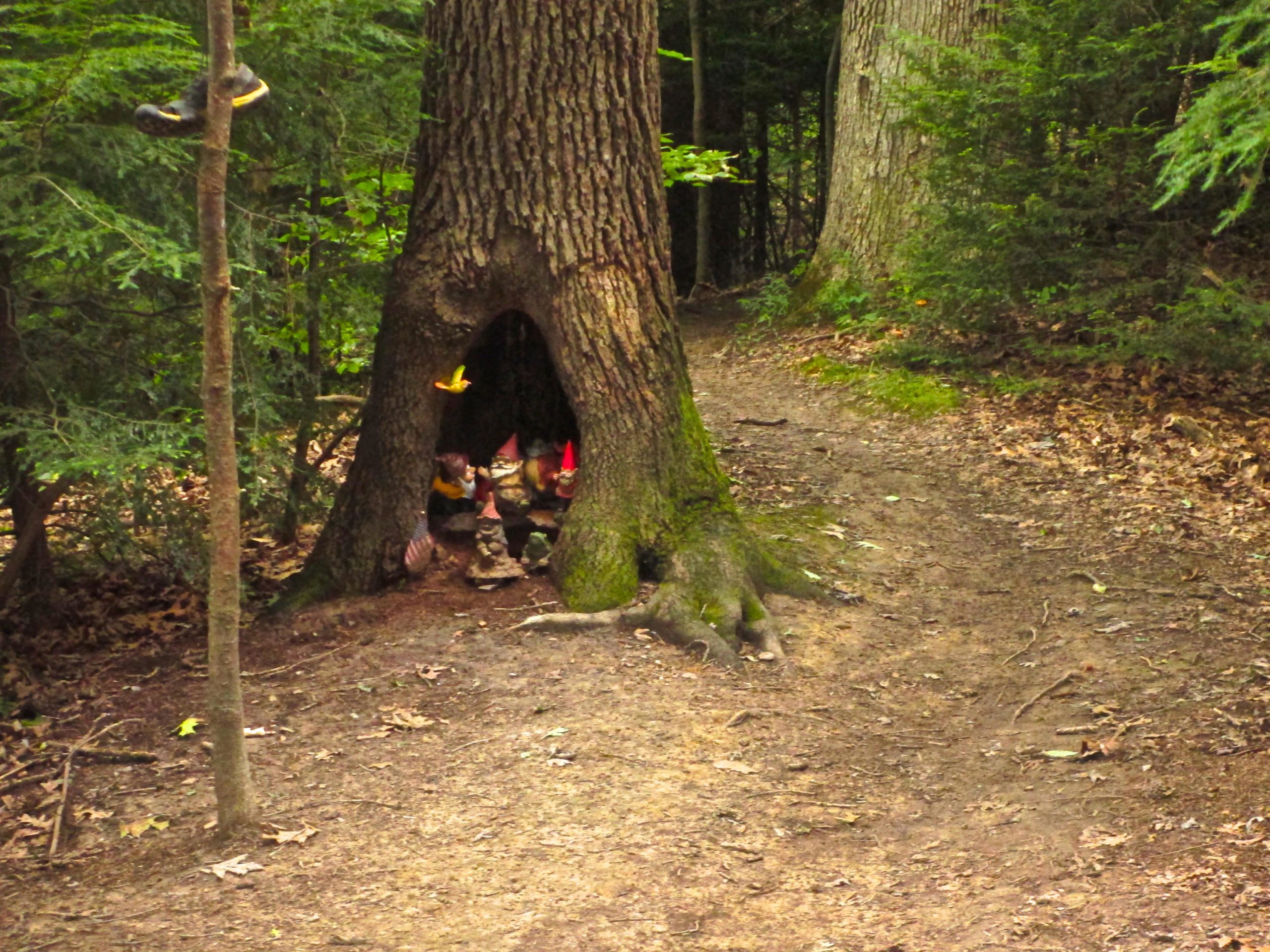 A whimsical scene of a forest path featuring a large tree with a hollow trunk. Inside the hollow, several garden gnomes are visible, including one wearing a red hat. A shoe hangs from a nearby tree branch. Surrounding foliage includes various shades of green leaves, creating a serene woodland atmosphere. Mohican mountain bike trail.