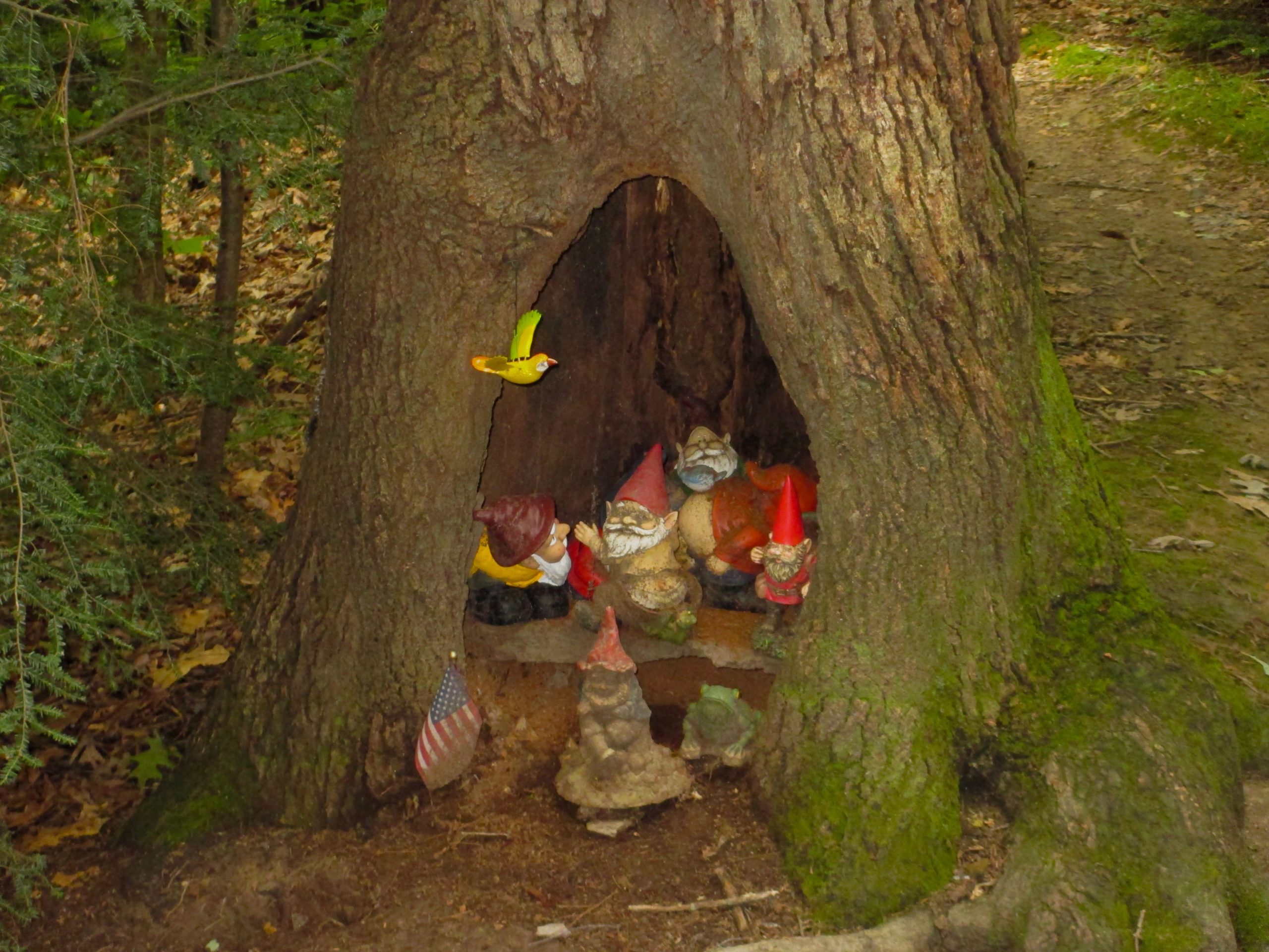 A whimsical scene featuring a hollowed tree trunk at the base of a forest. Inside the hollow, several colorful garden gnomes are positioned, with one wearing a red hat and others in various outfits. A small statue of a frog and a decorative stone can also be seen among the gnomes. Additionally, a small American flag is placed at the side, and a yellow bird ornament hangs above. Surrounding foliage adds to the enchanting woodland atmosphere. Mohican mountain bike trail.