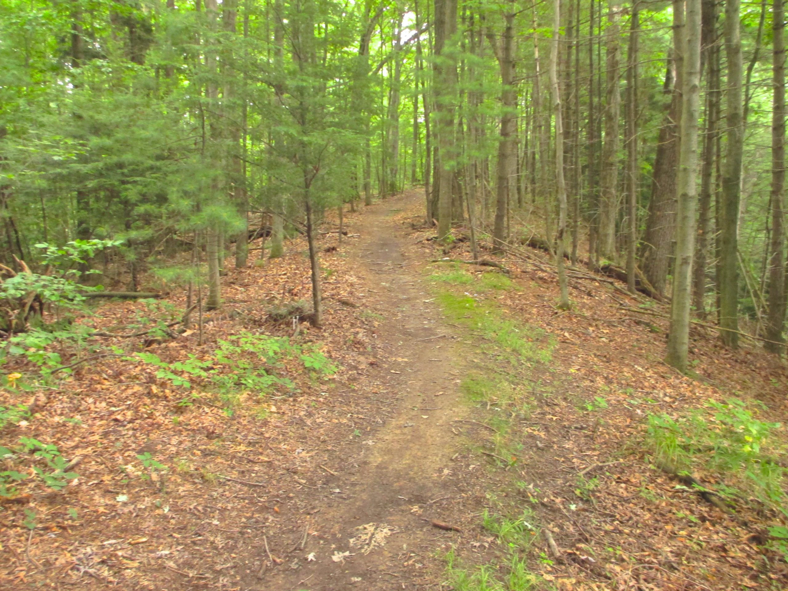 A winding dirt path through a lush green forest, flanked by tall trees and scattered leaves on the ground. Mohican mountain bike trail.