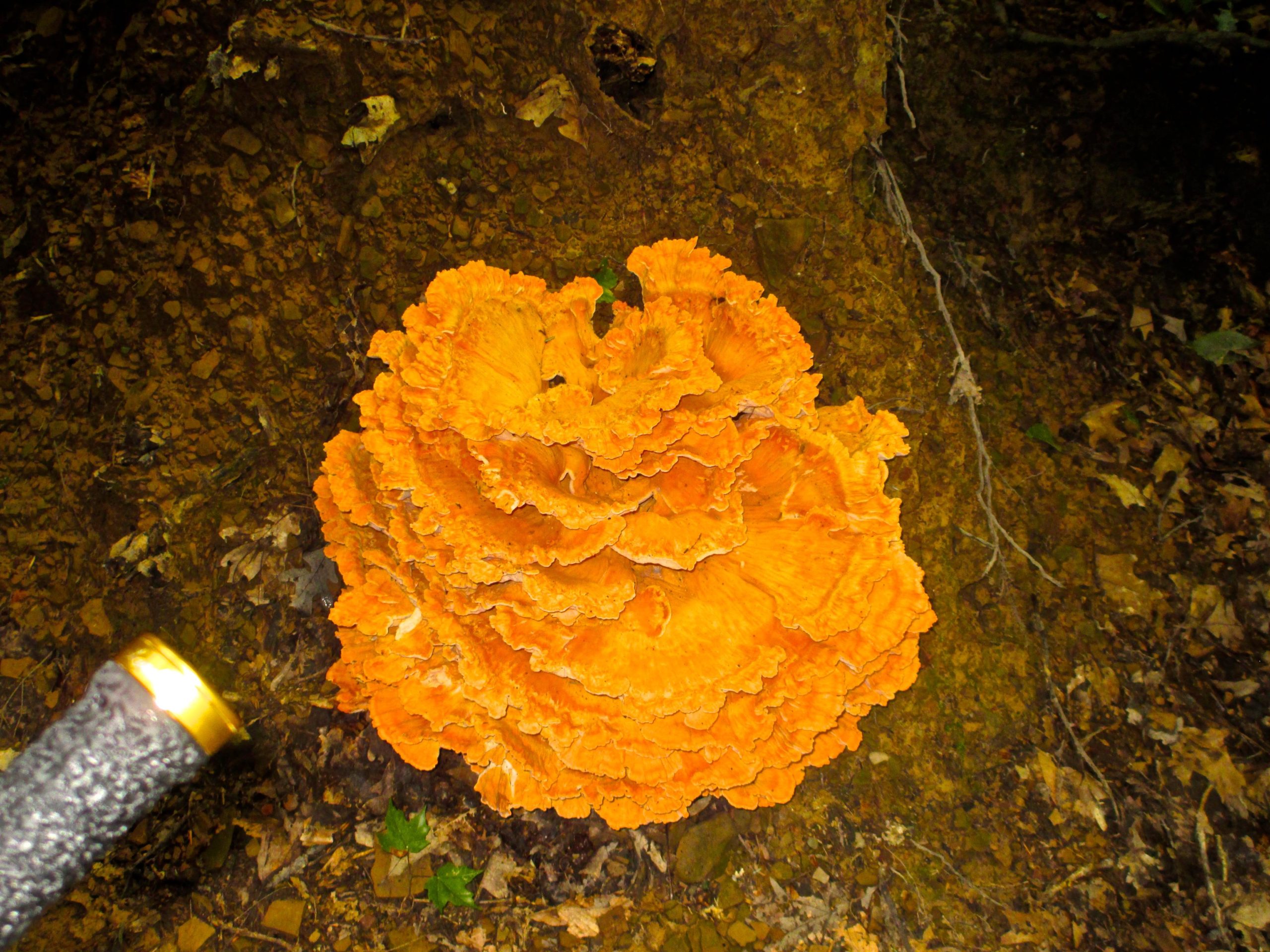 A large, vibrant orange mushroom growing on the forest floor near a tree trunk, surrounded by fallen leaves and soil. A portion of a tool with a textured handle can be seen in the lower left corner of the image. Mohican mountain bike trail.