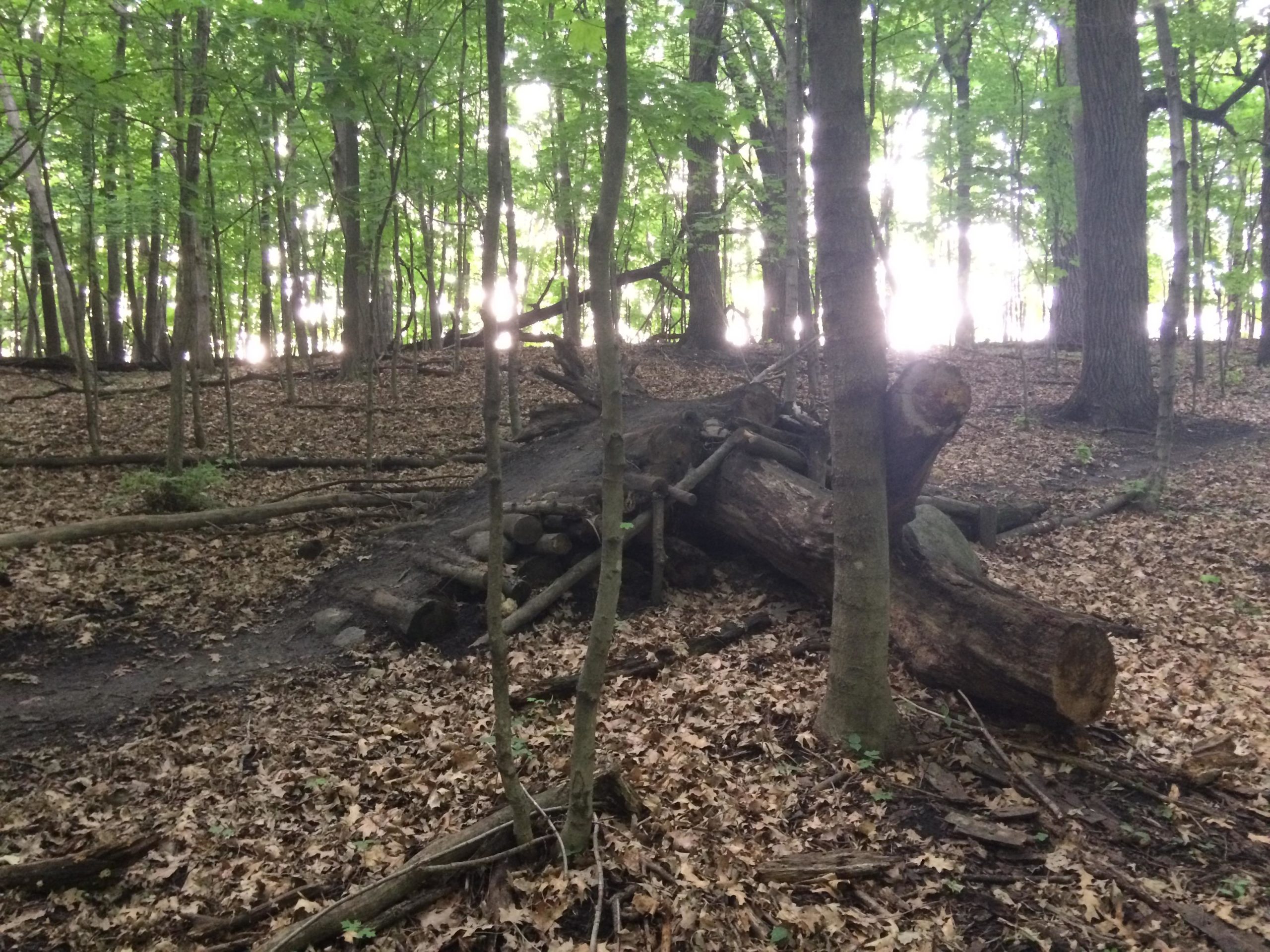 A wooded area with dense green foliage and sunlight filtering through the trees. In the foreground, a large fallen log and scattered branches are resting on the forest floor, which is covered with dry leaves. The background features more trees, creating a serene natural environment. Mammoth Trail mountain bike trail.