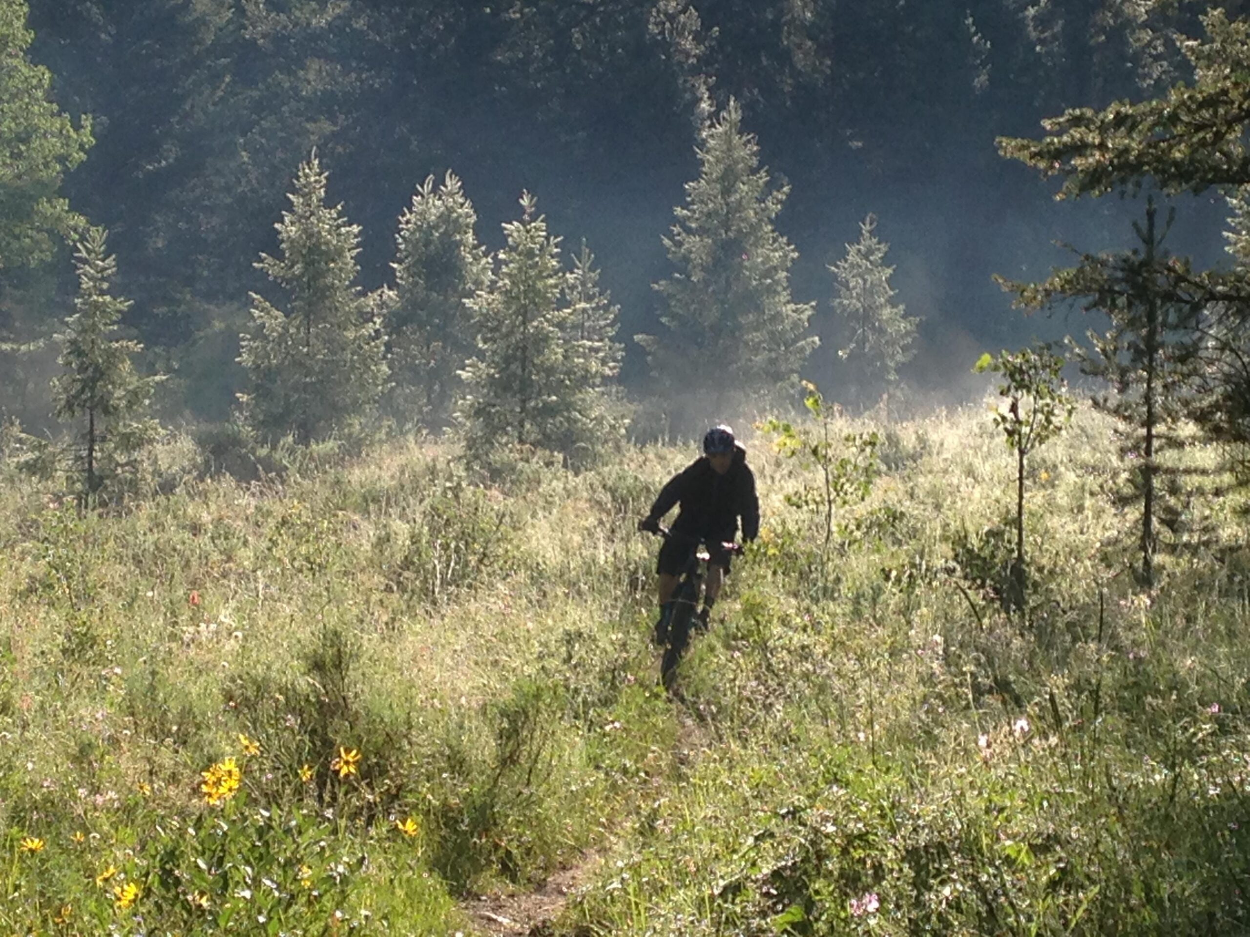A cyclist riding through a misty forest trail surrounded by tall green grass and blooming wildflowers, with evergreen trees in the background. The sunlight filters through the trees, creating a serene and tranquil atmosphere. Sheep Bridge Trail mountain bike trail.