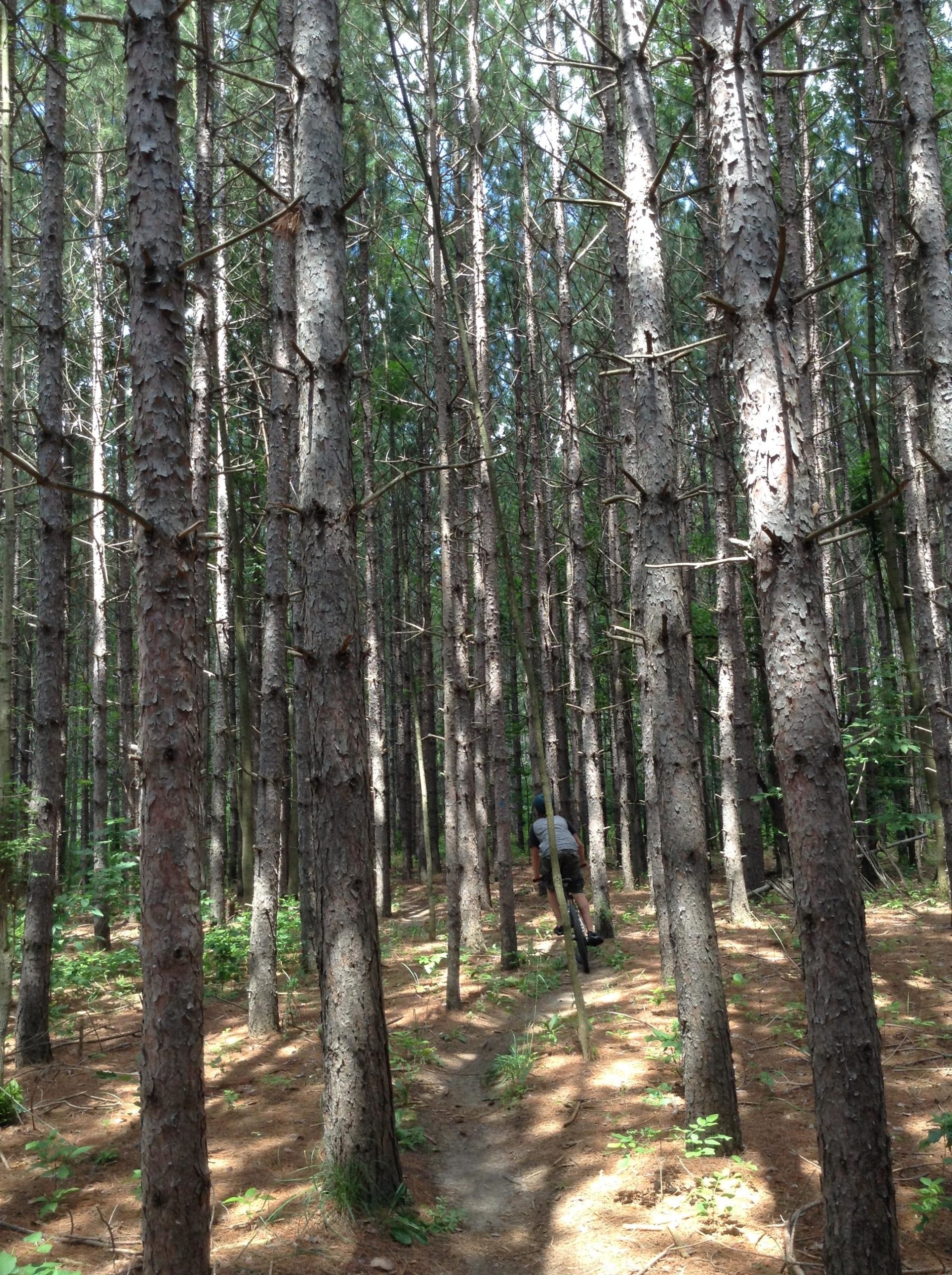 A person walking along a dirt path in a dense pine forest, surrounded by tall trees with textured bark and patches of green foliage on the forest floor. Sunlight filters through the tree canopy, creating dappled shadows on the ground. Puslinch Lake mountain bike trail.