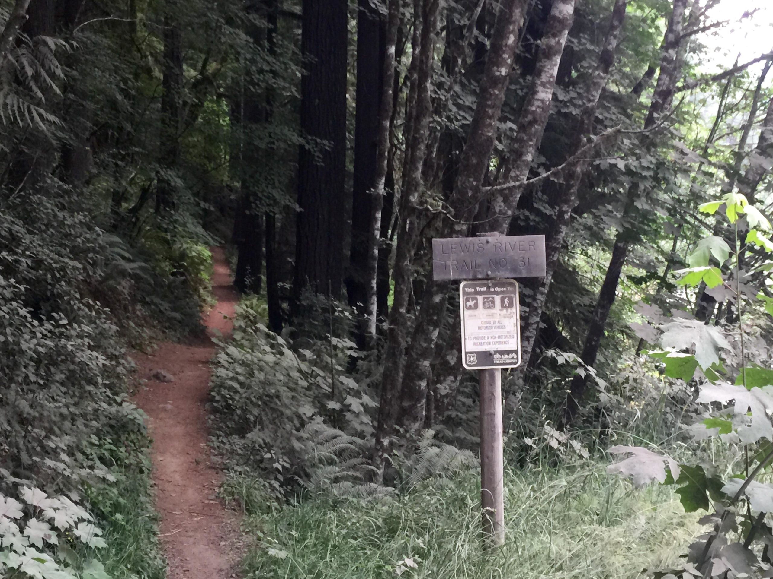 A narrow dirt trail winding through a lush green forest, flanked by tall trees and dense foliage. A wooden sign on the right indicates the beginning of "Lewis River Trail No. 31," with details about trail regulations and usage. The area is shaded and tranquil, suggesting a scenic hiking spot. Lewis River mountain bike trail.