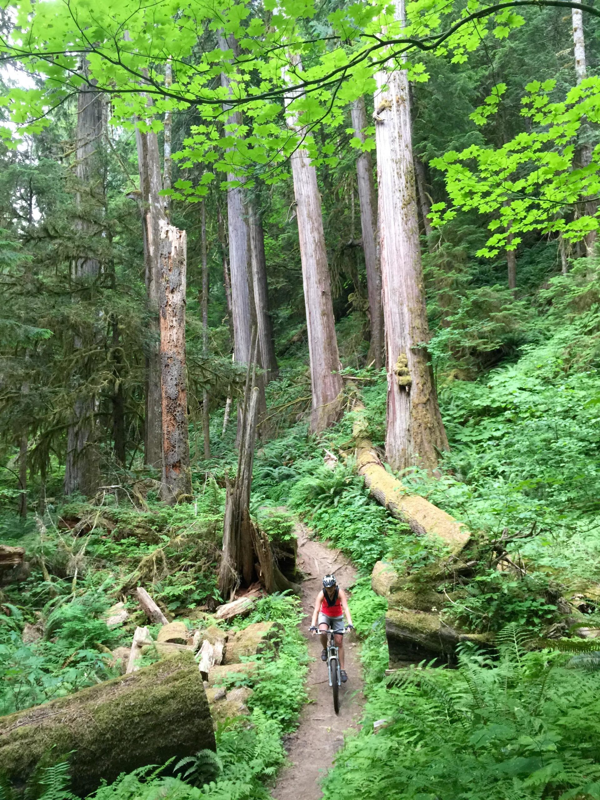 A mountain biker rides through a dense, green forest filled with tall trees and ferns, navigating along a narrow dirt trail surrounded by fallen logs and lush vegetation. Lewis River mountain bike trail.