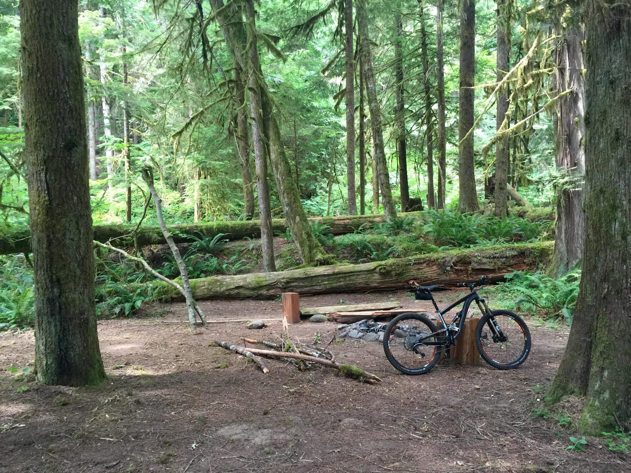 A mountain bike resting against a wooden stump in a lush forest setting, surrounded by tall trees, fallen logs, and ferns. Soft sunlight filters through the canopy, creating a serene and picturesque outdoor scene. Lewis River mountain bike trail.