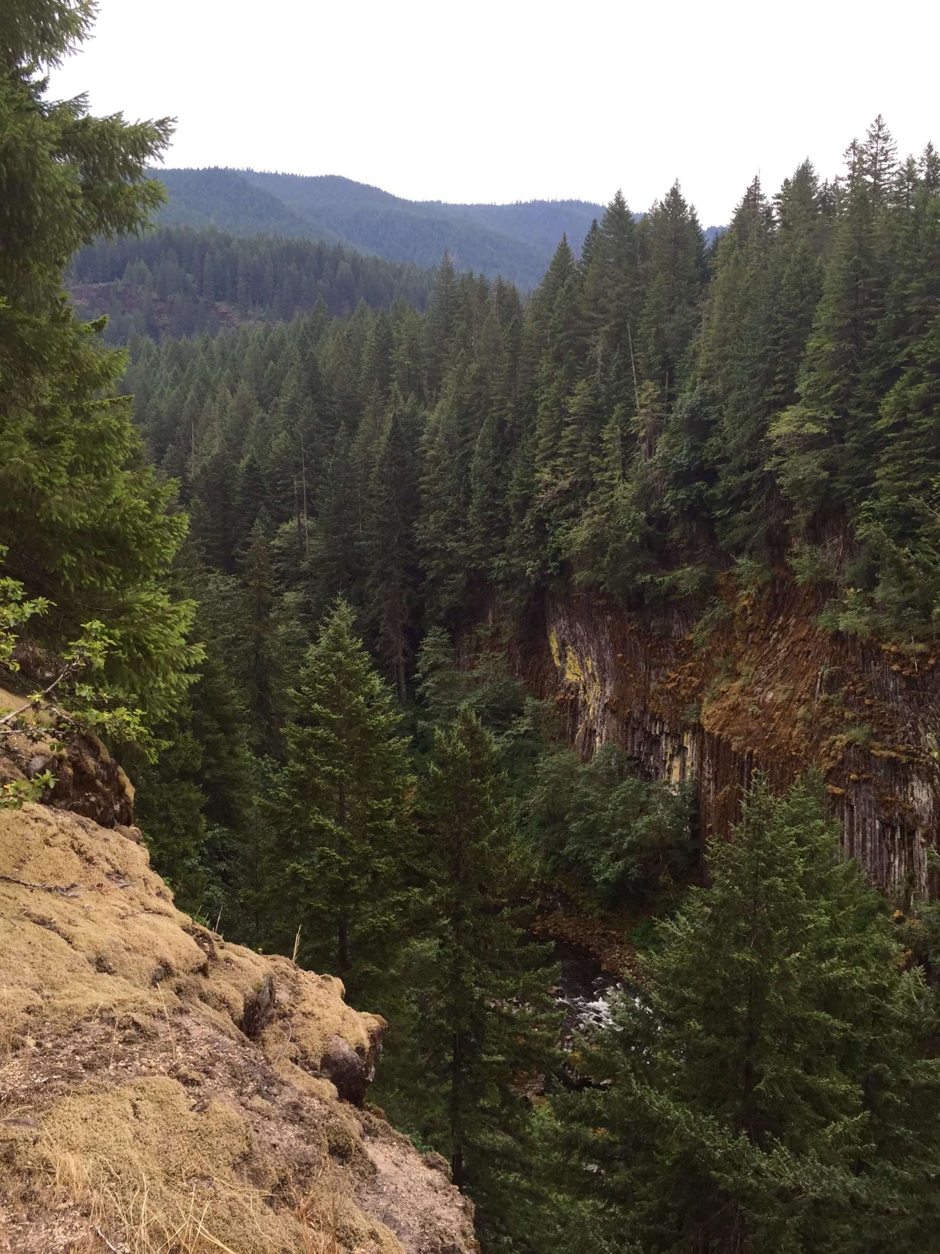 A scenic view of a lush, green forest with tall coniferous trees covering the landscape, leading down to a rocky cliff and a winding river below. The background features rolling hills and mountains under a cloudy sky. Lewis River mountain bike trail.