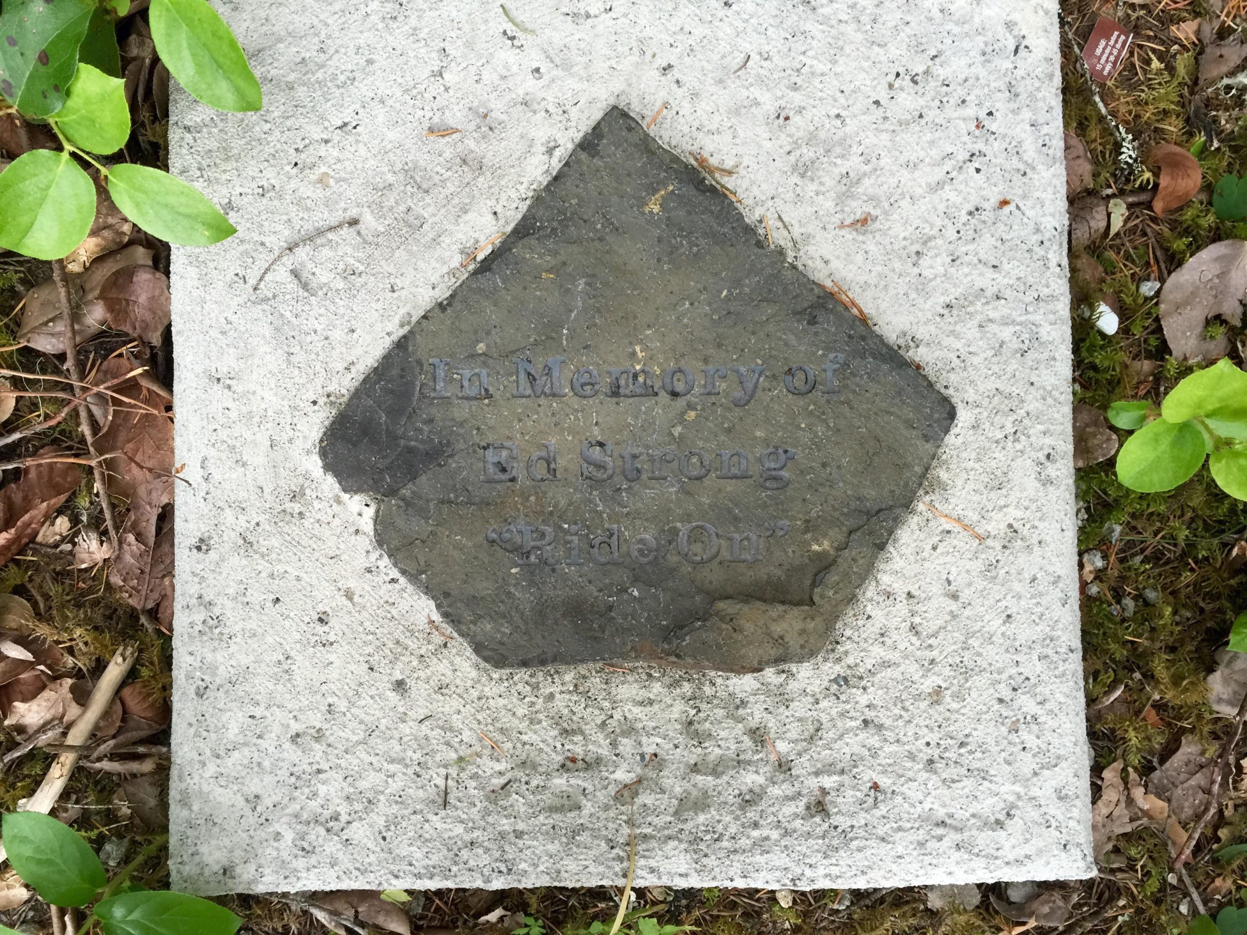 A stone memorial plaque set in a natural outdoor area, featuring the inscription: "In Memory of Ed Strong 'Ride On'". Surrounding the plaque are green foliage and fallen leaves, indicating a tranquil, wooded environment. Lewis River mountain bike trail.
