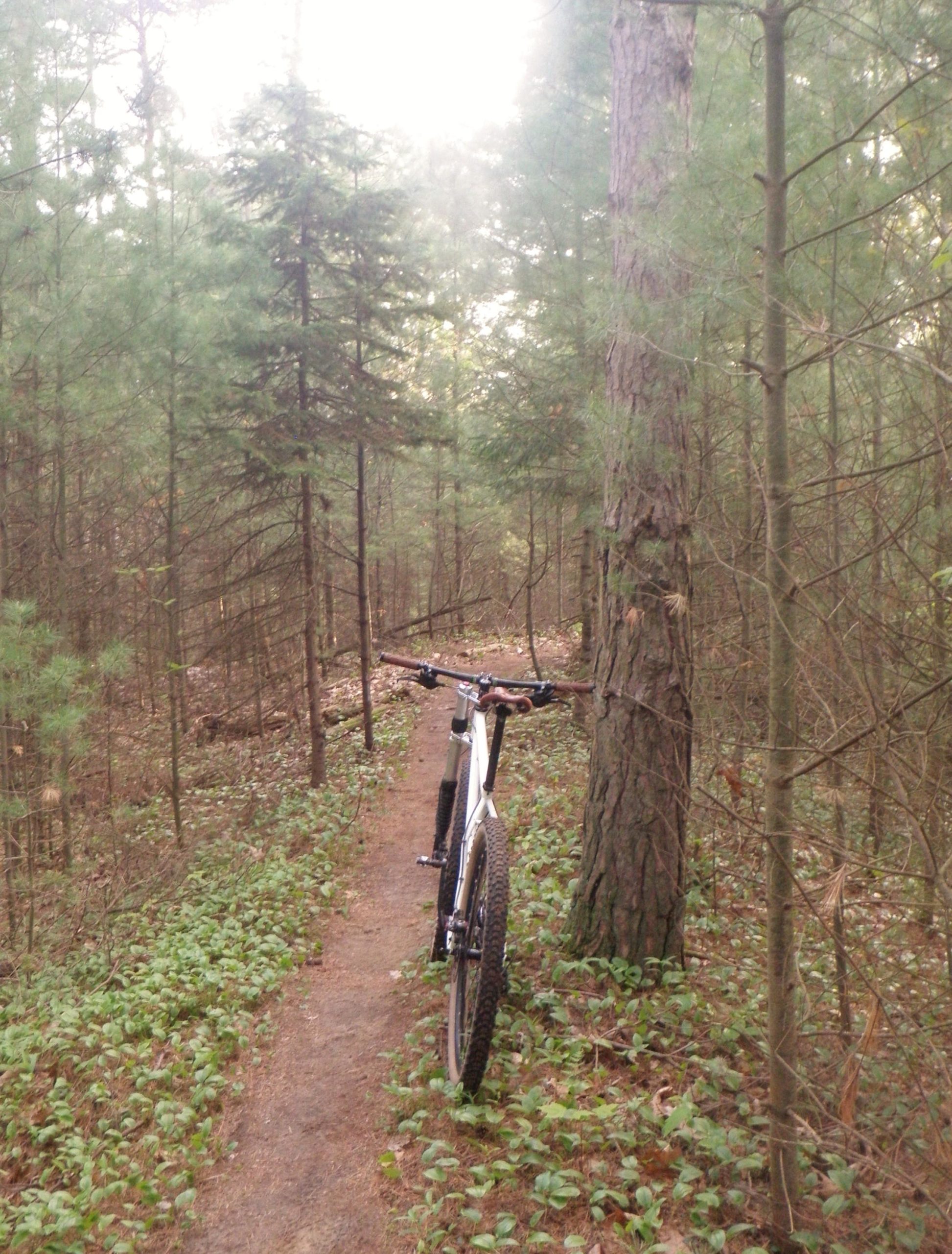A mountain bike leaning against a tree on a narrow dirt trail surrounded by dense greenery in a forest. Soft light filters through the trees, creating a serene and peaceful atmosphere. Turkey Point Provincial Park mountain bike trail.