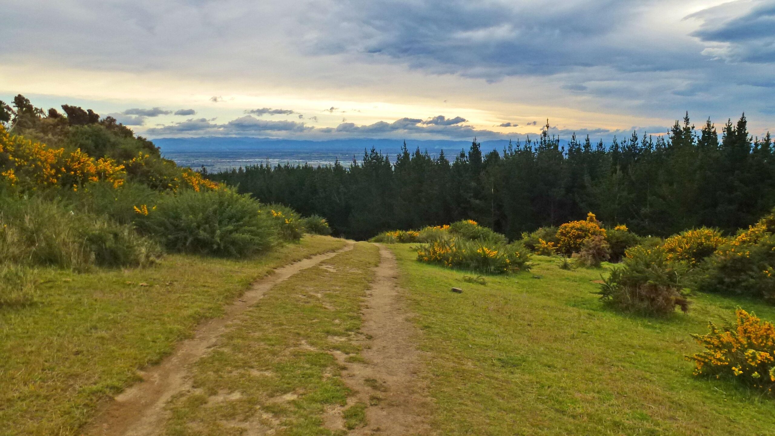 A winding dirt path leads through a vibrant landscape with lush green grass and clusters of yellow wildflowers. In the background, a dense forest of evergreen trees rises against a cloudy sky, with distant mountains visible on the horizon. The scene conveys a serene and natural outdoor environment. Kennedys Bush Track mountain bike trail.