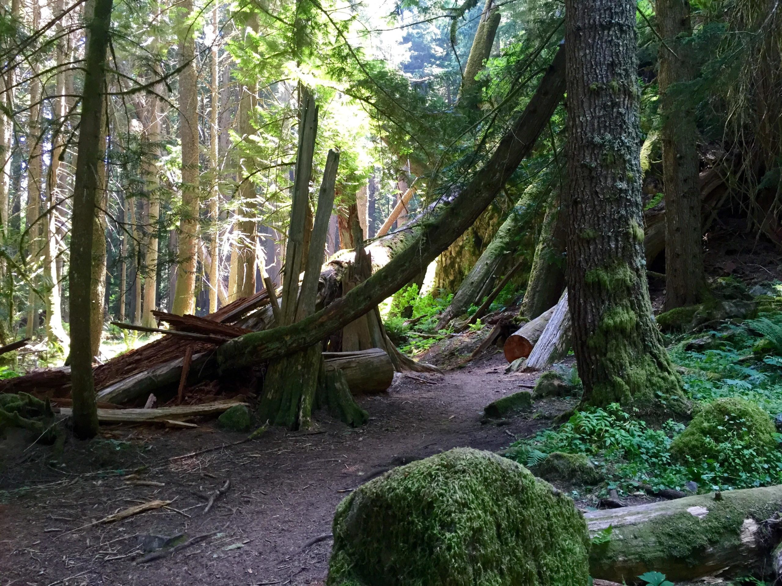 A serene forest scene featuring tall trees with sunlit foliage, partially obstructing a winding dirt path. A combination of fallen logs and moss-covered rocks is visible, creating a natural, peaceful atmosphere among the greenery. Skookum Flats mountain bike trail.