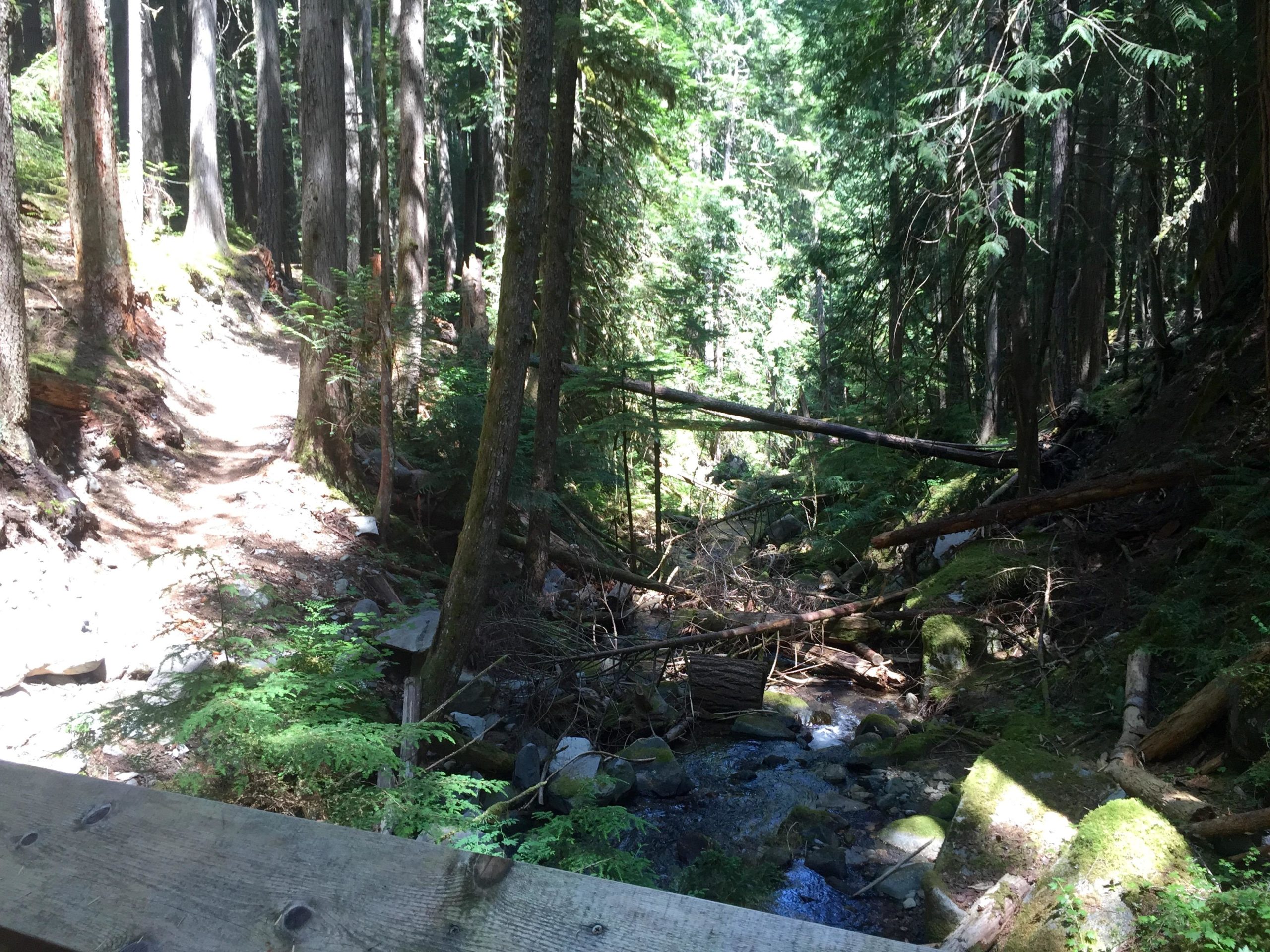 A serene forest scene featuring tall trees with green foliage. A dirt trail meanders through the woods, while a small, rocky stream flows gently in the foreground, surrounded by moss-covered stones and fallen branches. Sunlight filters through the tree canopy, creating dappled light on the ground. Skookum Flats mountain bike trail.