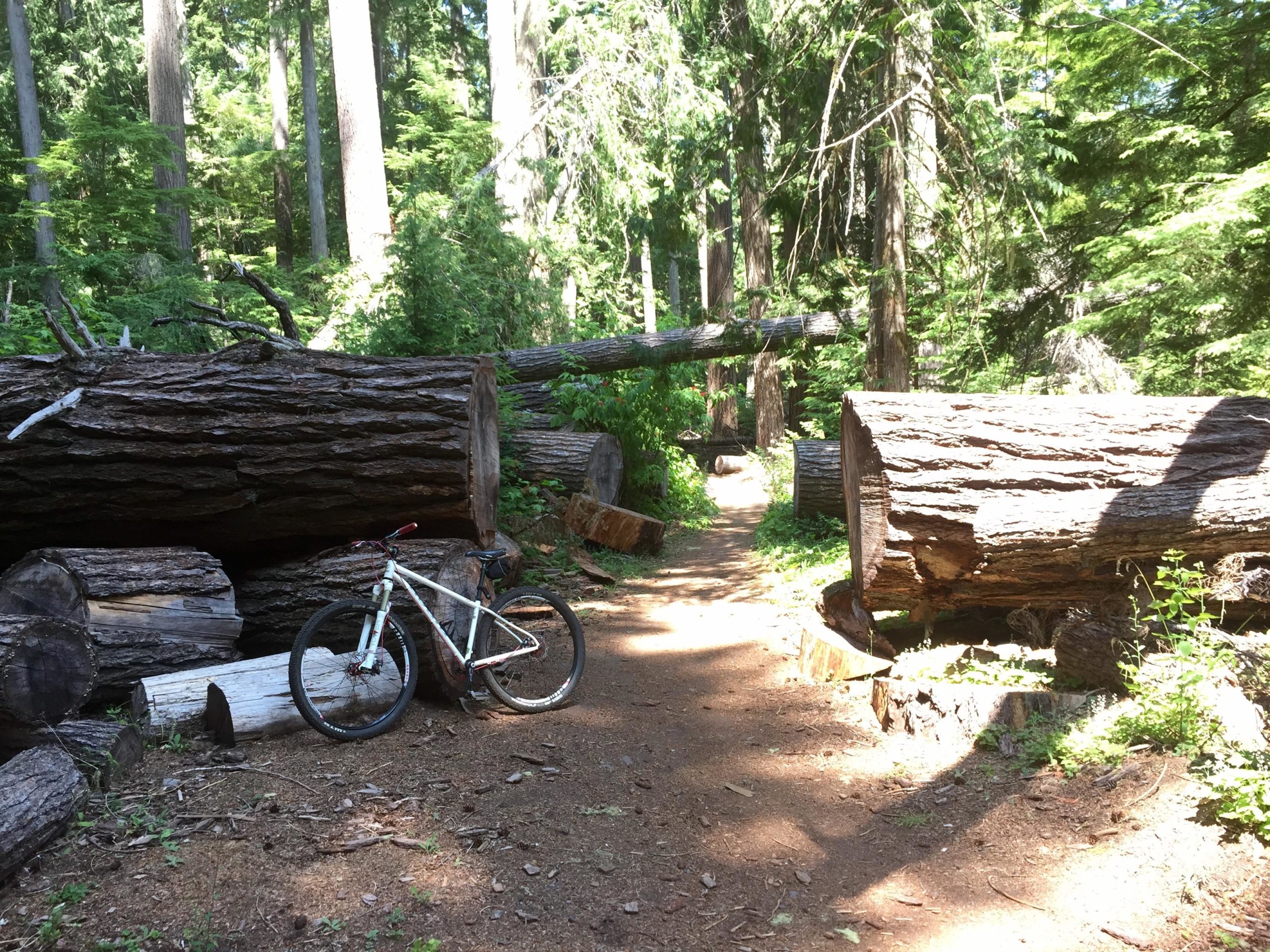 Mountain bike resting beside large fallen logs on a dirt path through a lush forest, with tall green trees and sunlight filtering through the foliage. Skookum Flats mountain bike trail.