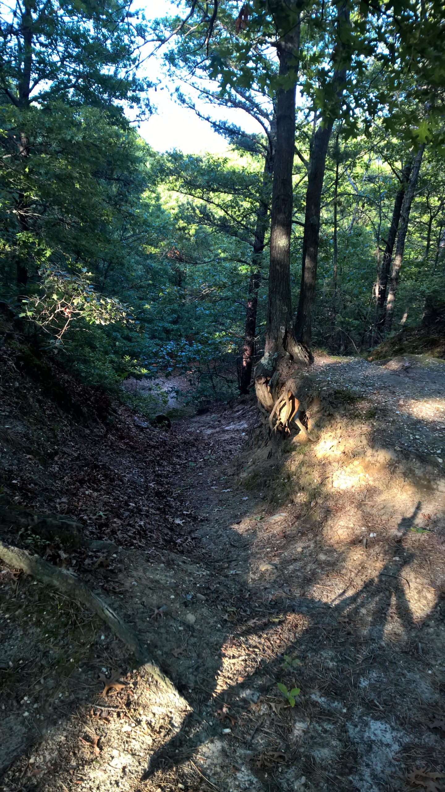 A sunny forest path winding through dense greenery, with sunlight filtering through the canopy of trees. The ground is covered in a mix of dirt and fallen leaves, and exposed tree roots are visible along the side of the path. The scene conveys a peaceful and natural environment. Rocky Point mountain bike trail.