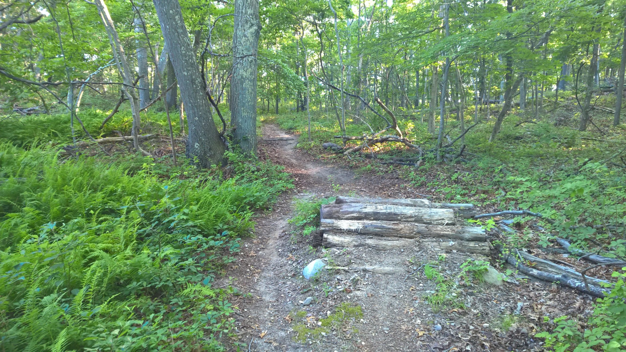 A dirt path winding through a lush green forest, bordered by ferns and trees. A small log barrier crosses the path, and the sunlight filters through the leaves, creating a serene and natural atmosphere. Rocky Point mountain bike trail.